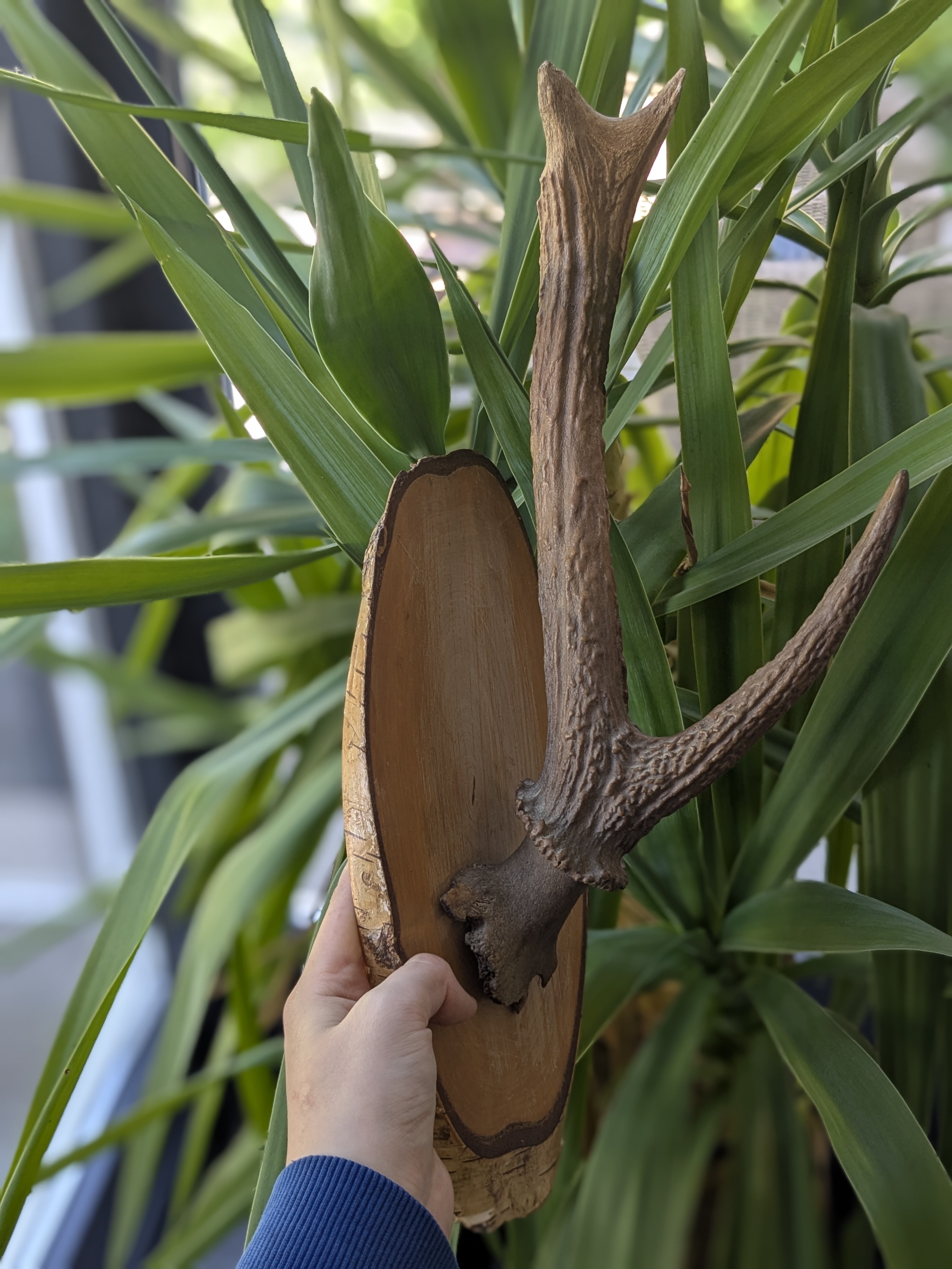 red deer antler mount