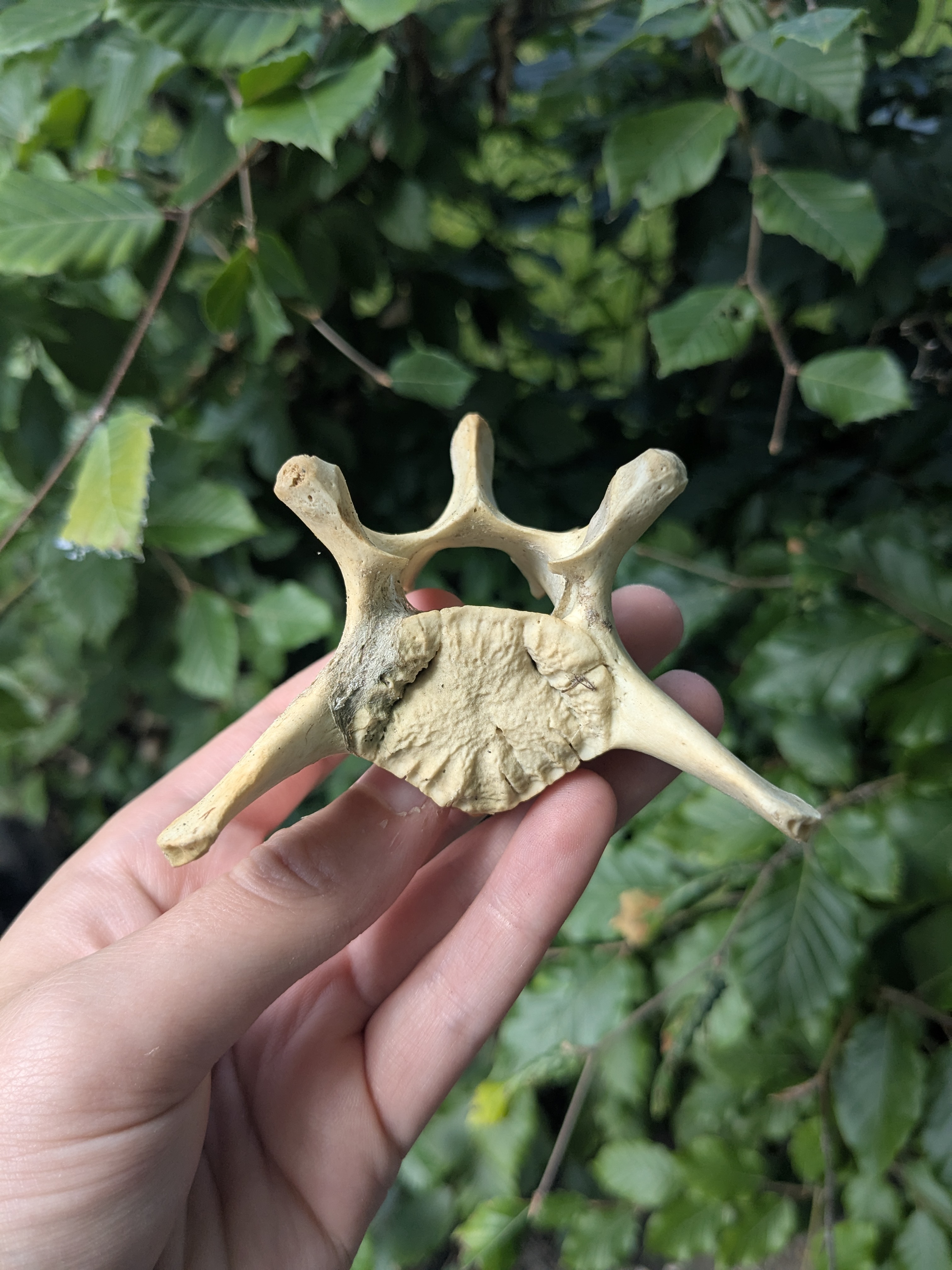 seal vertebra