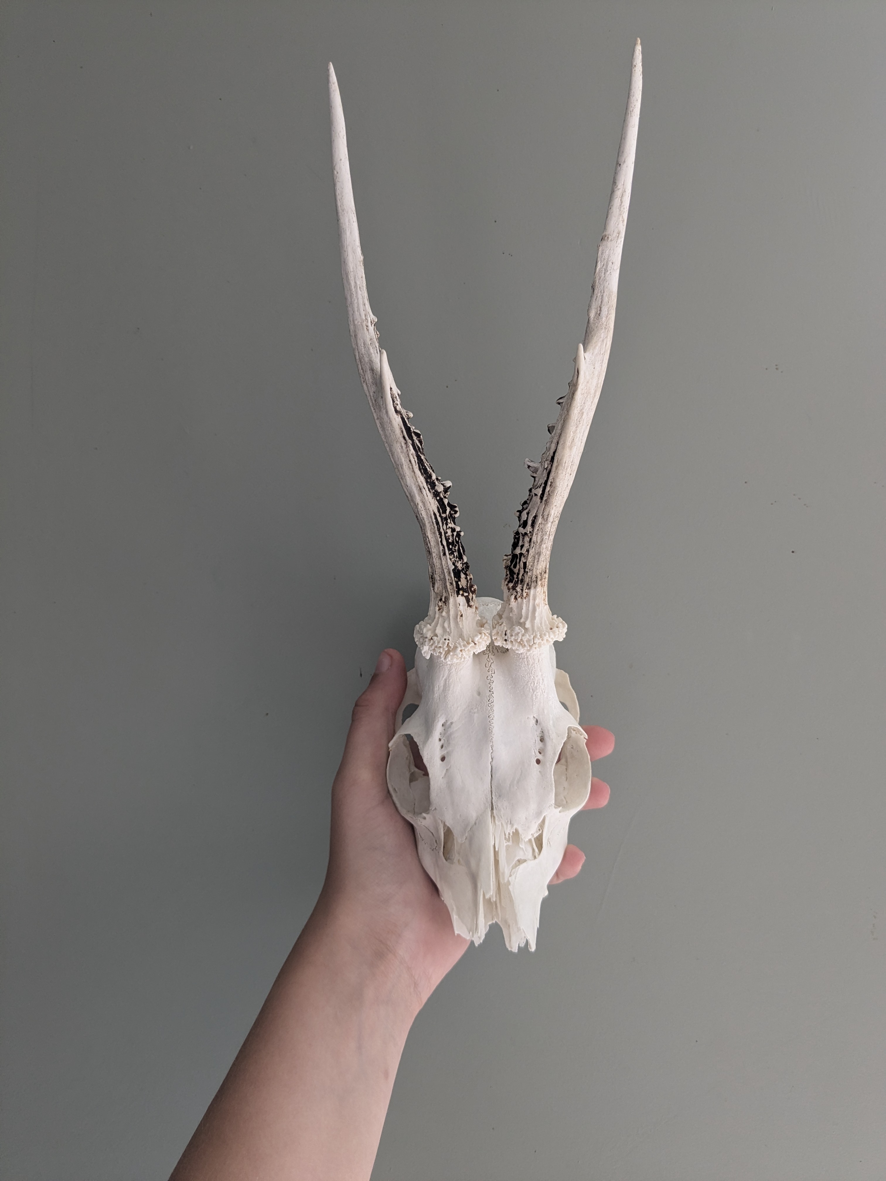 Roe deer skull (male)