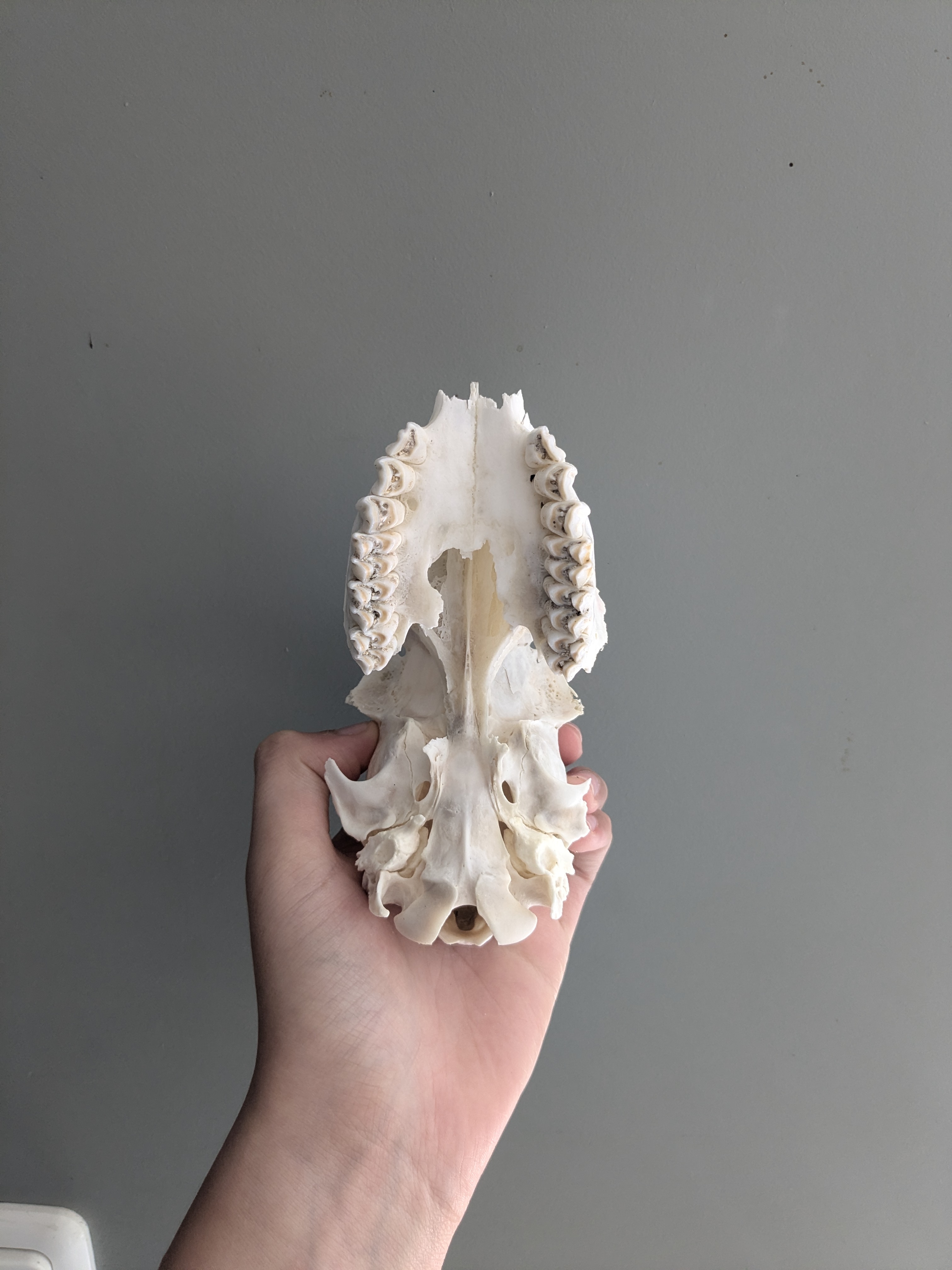 Roe deer skull (female)