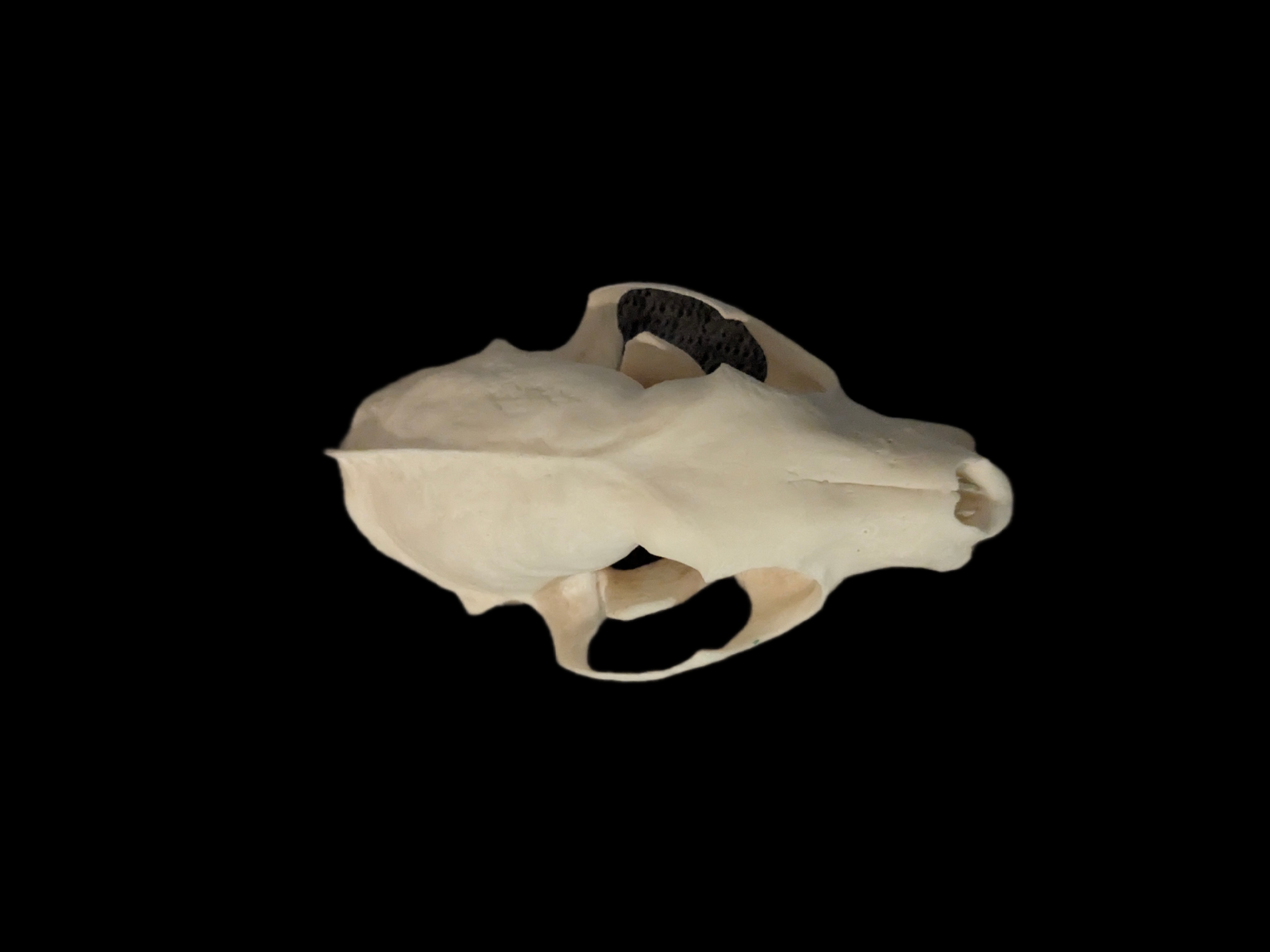 Beech marten skull