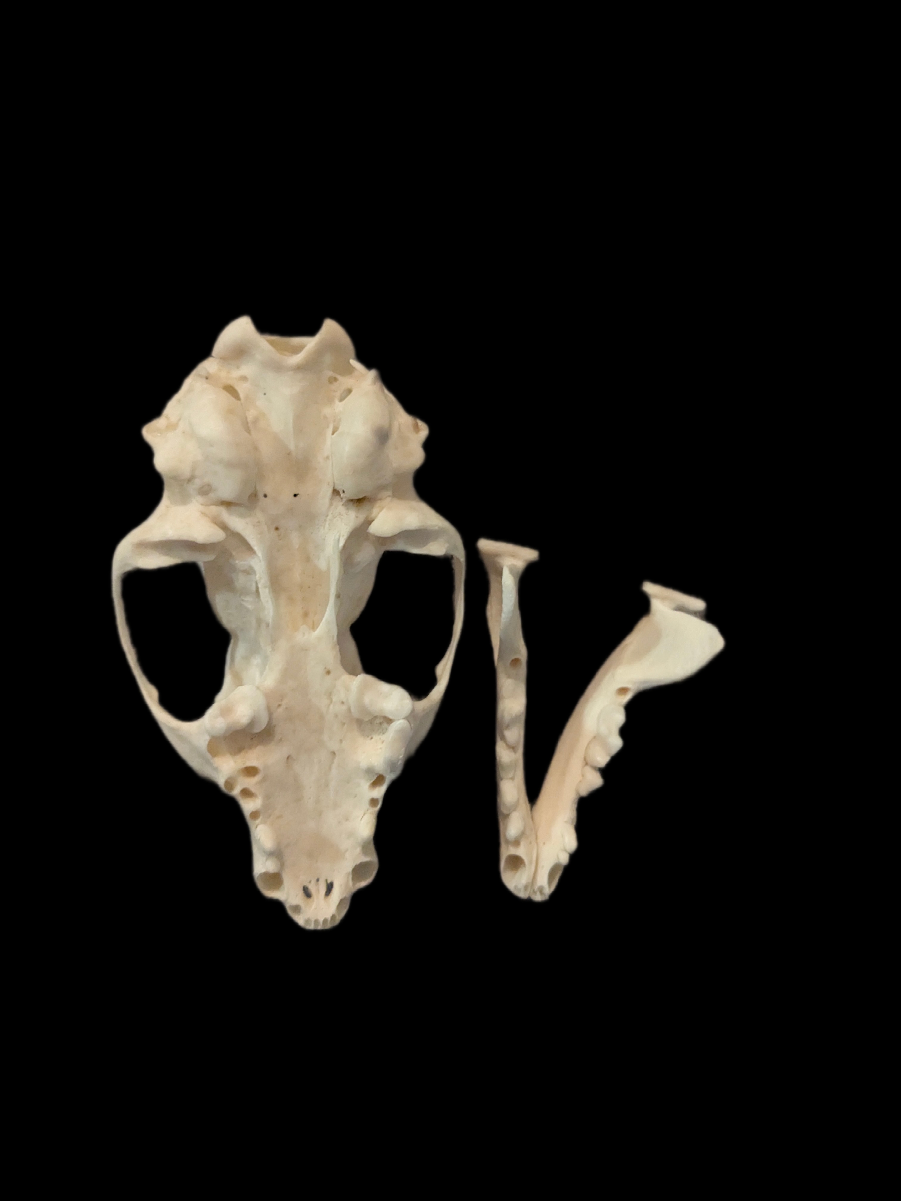 Beech marten skull