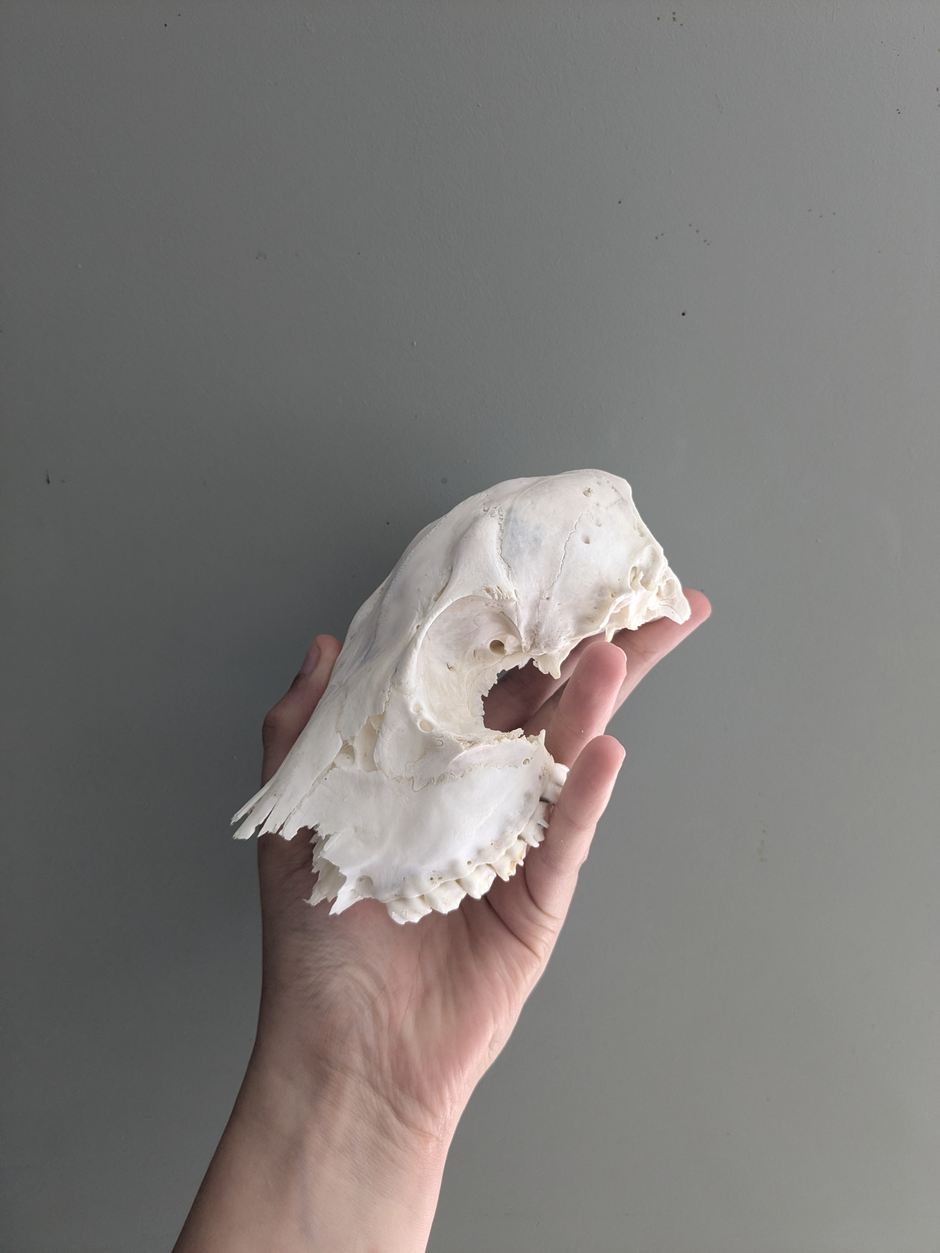 Roe deer skull (female)