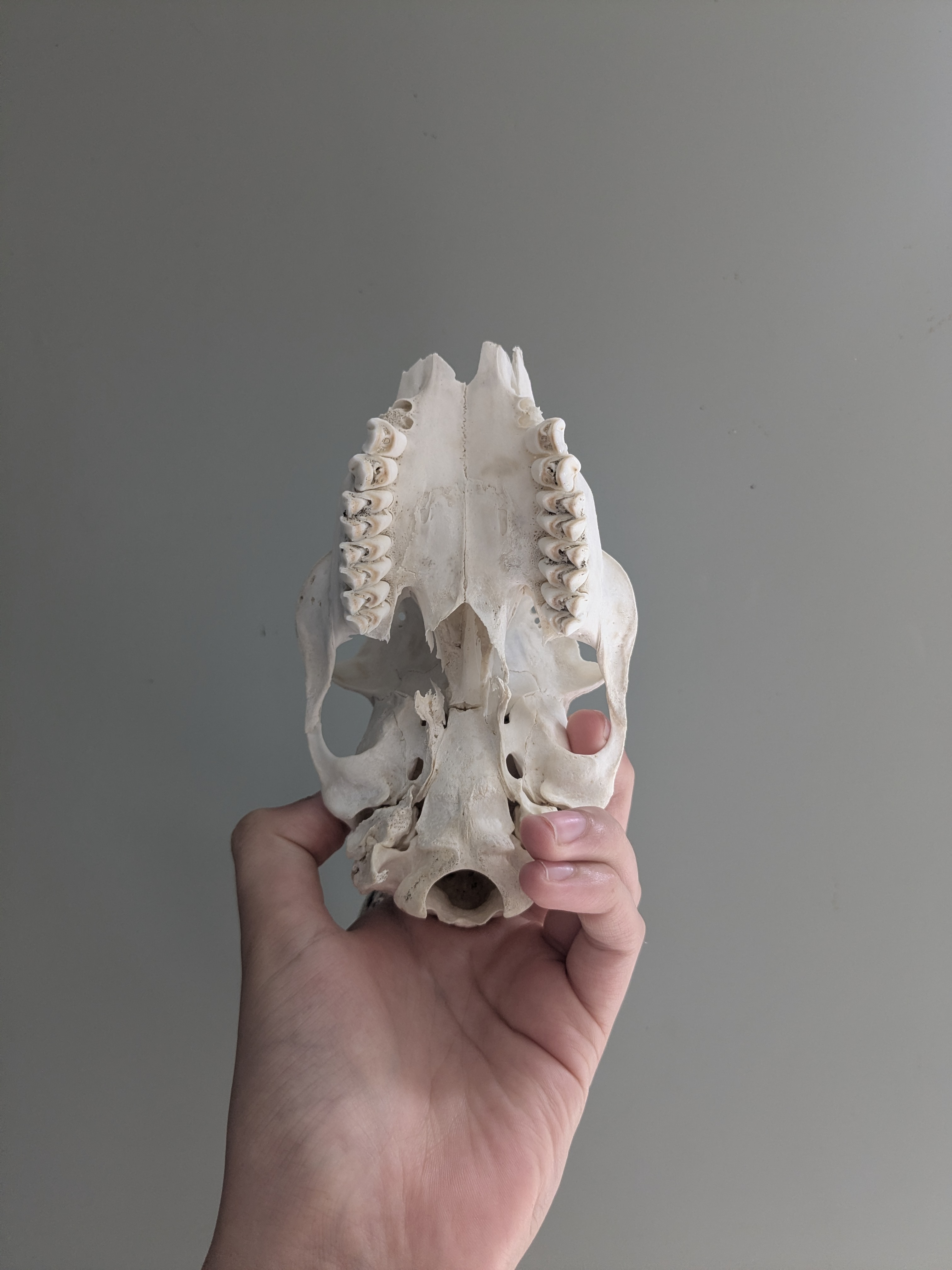 Roe deer skull (male)