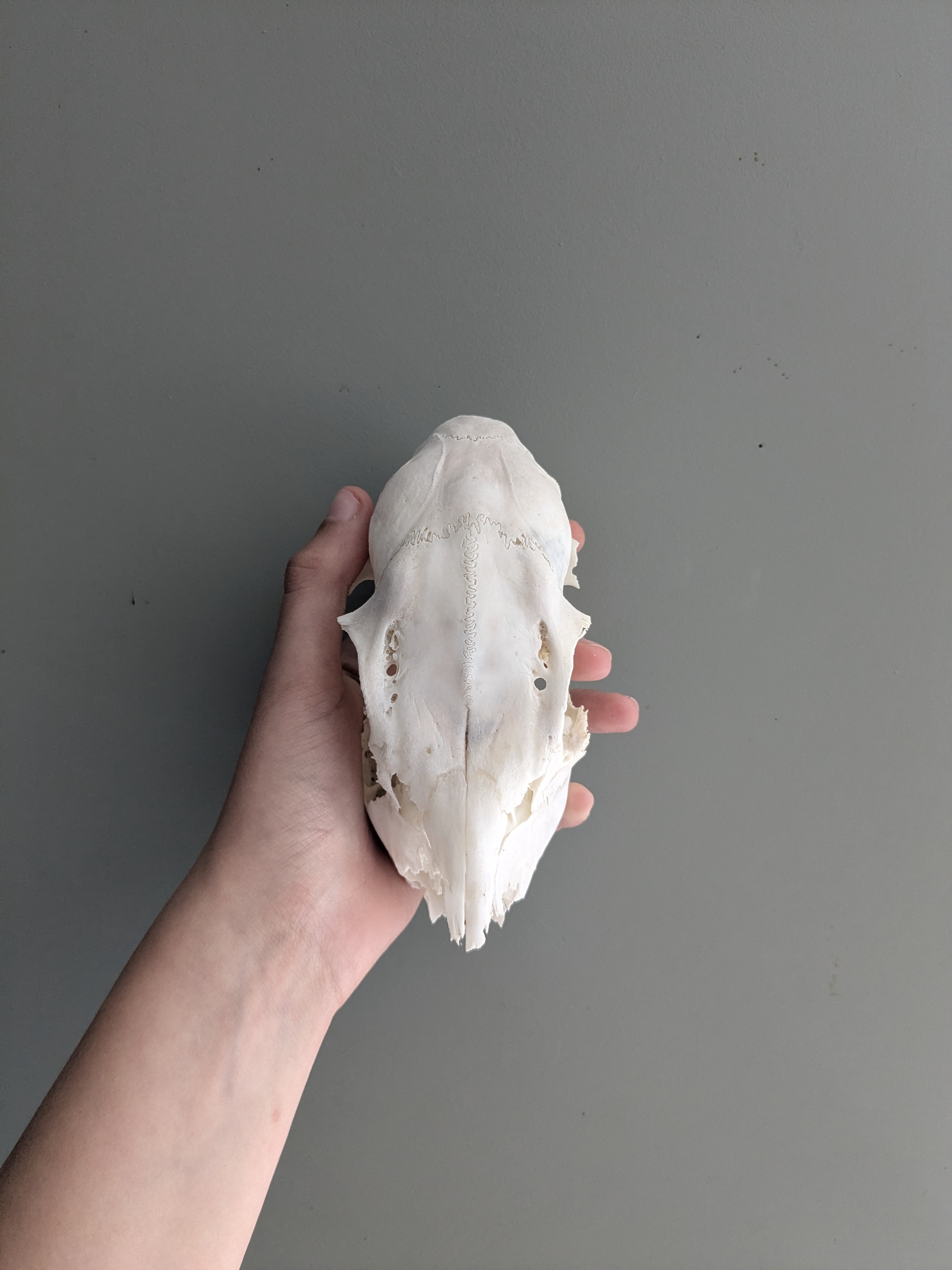 Roe deer skull (female)
