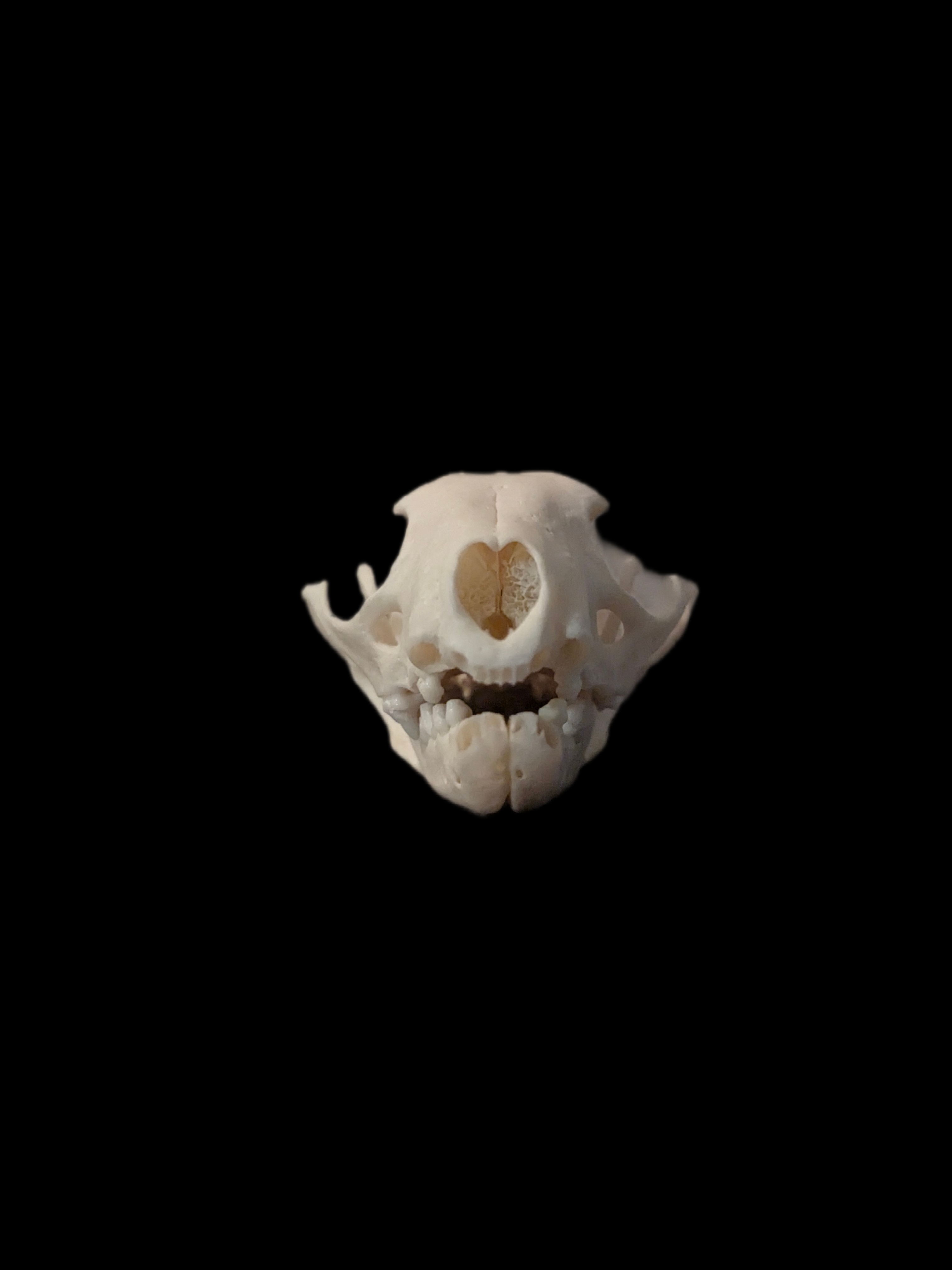 Beech marten skull