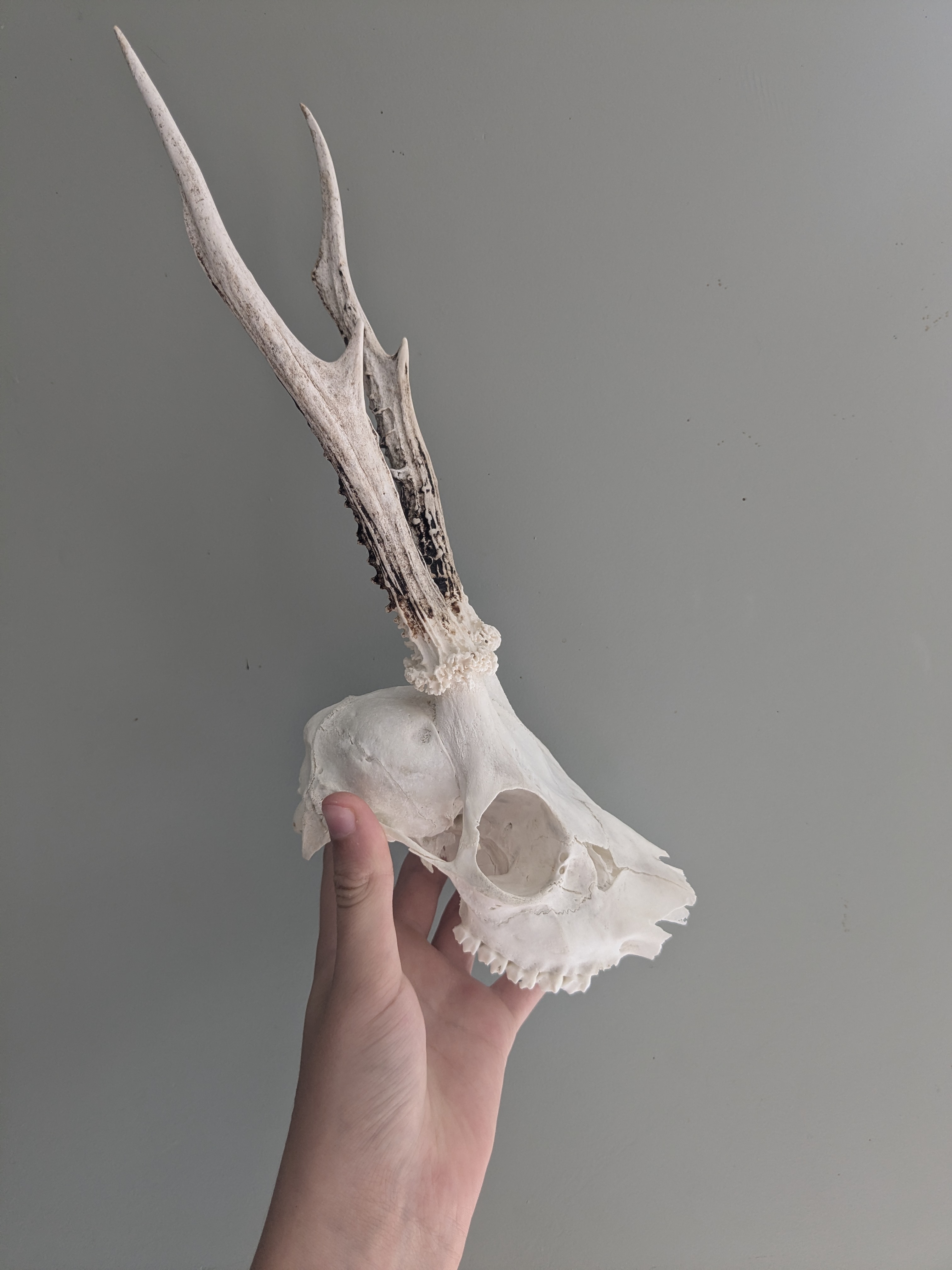 Roe deer skull (male)