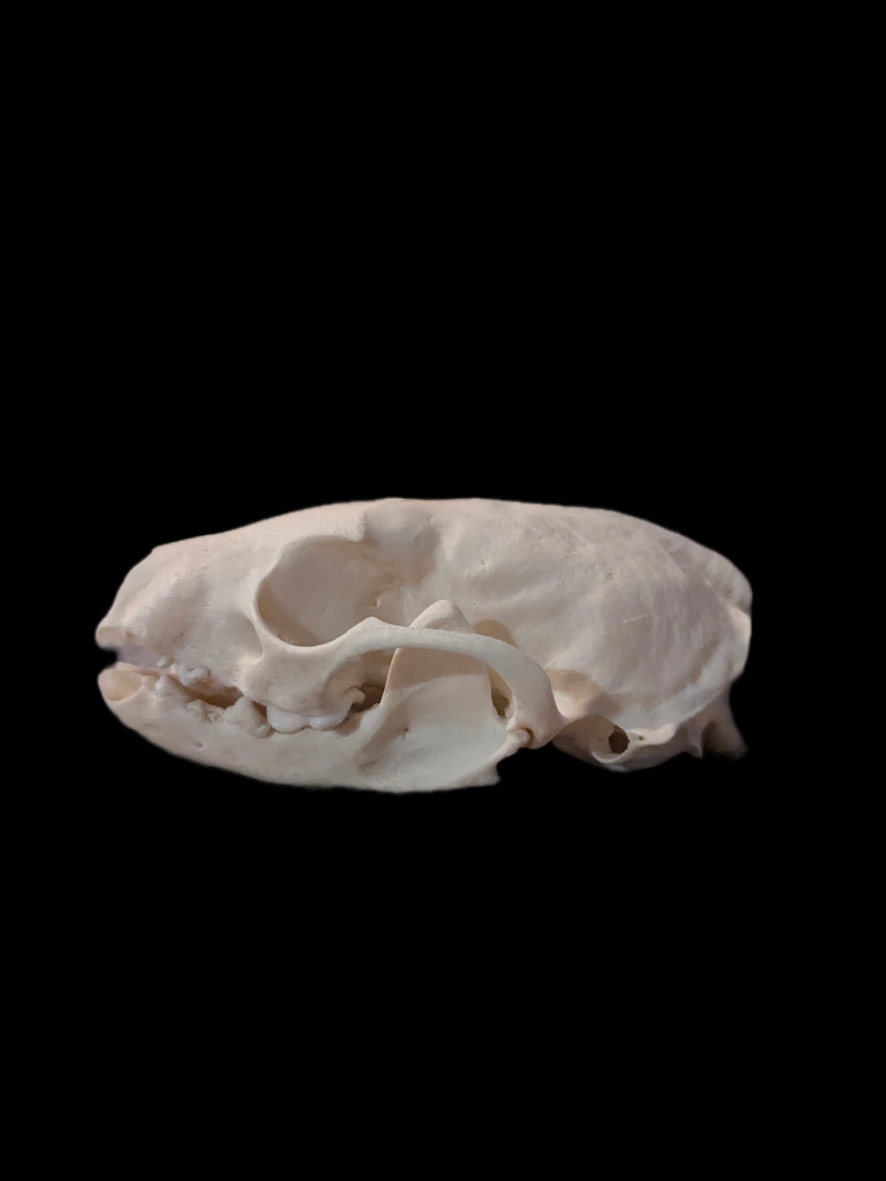 Beech marten skull