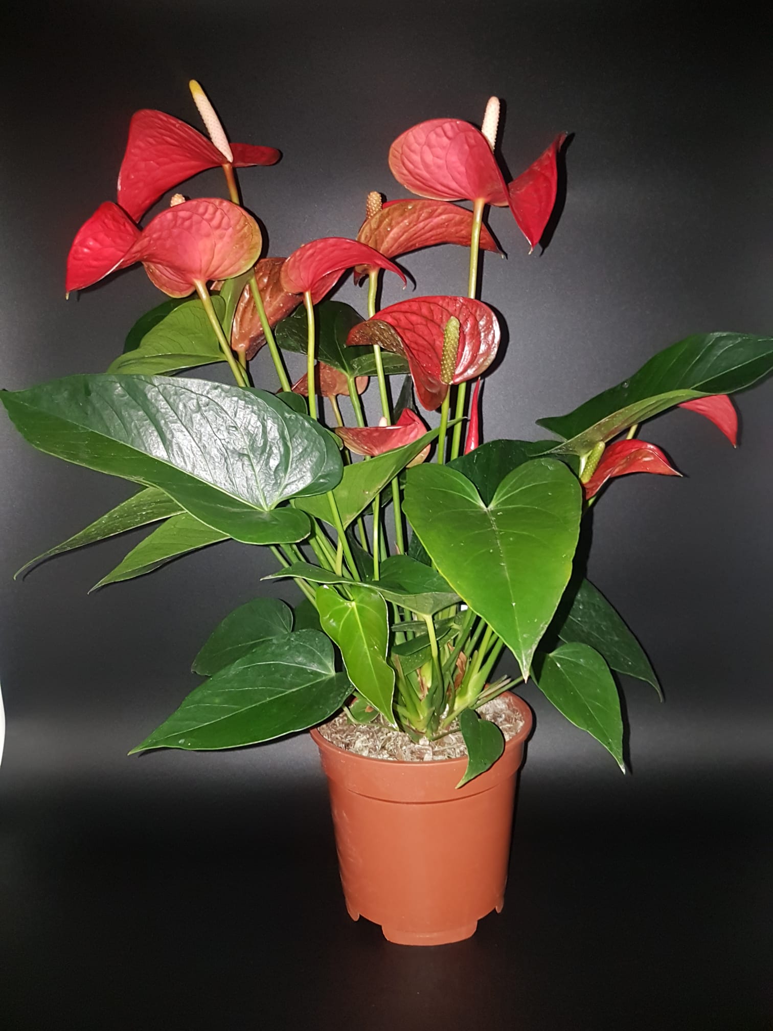 Planta de Anthurium