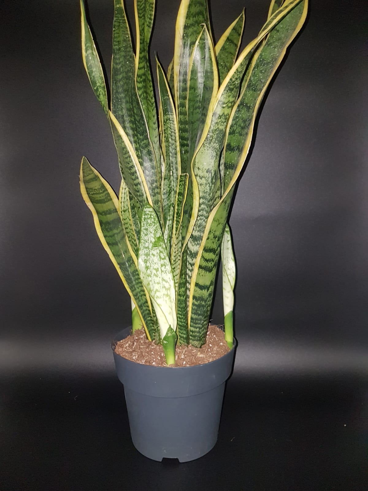 Sansevieria Grande en maceta de 17cm