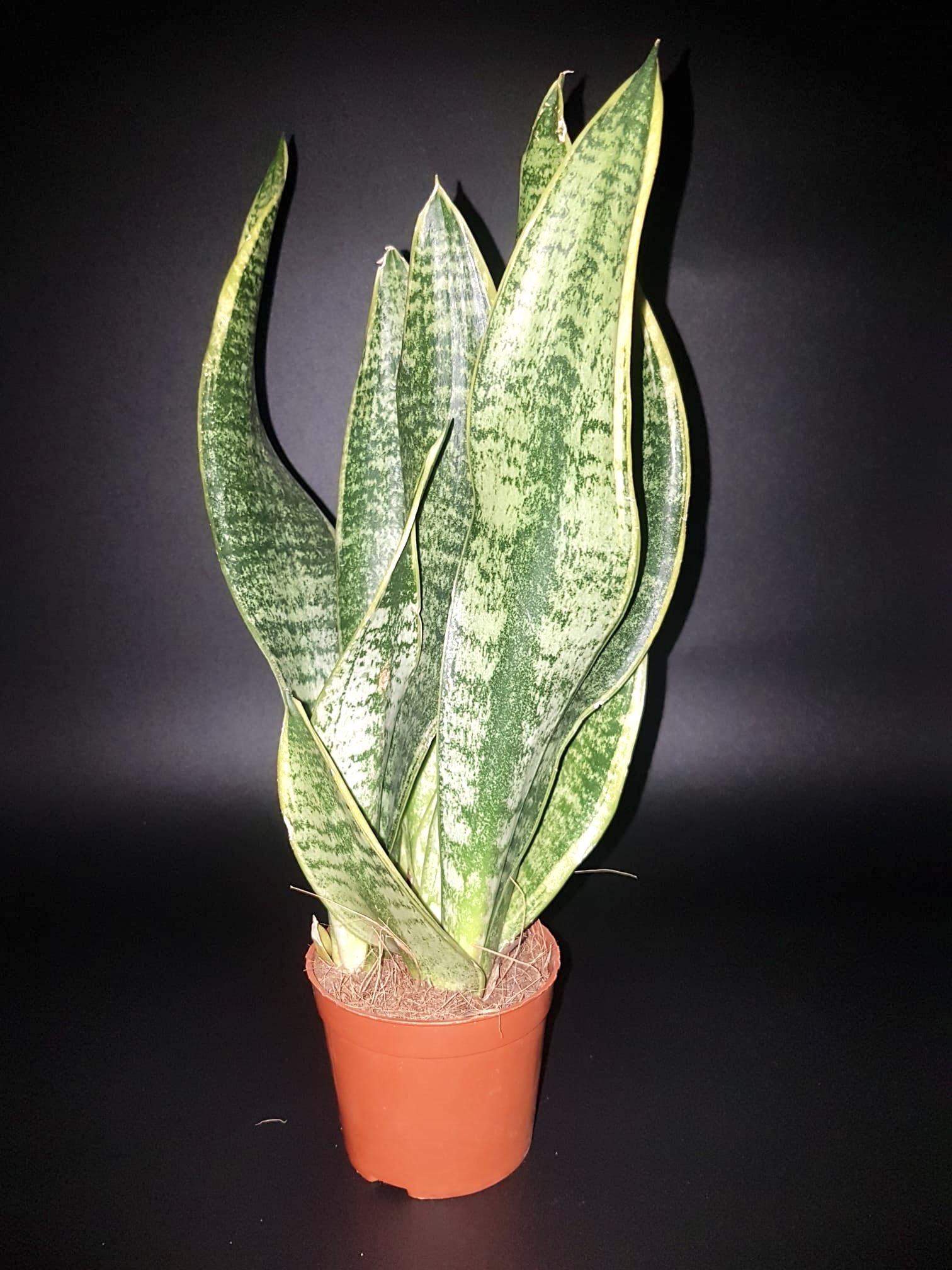 Sansevieria pequeña en maceta de 12cm