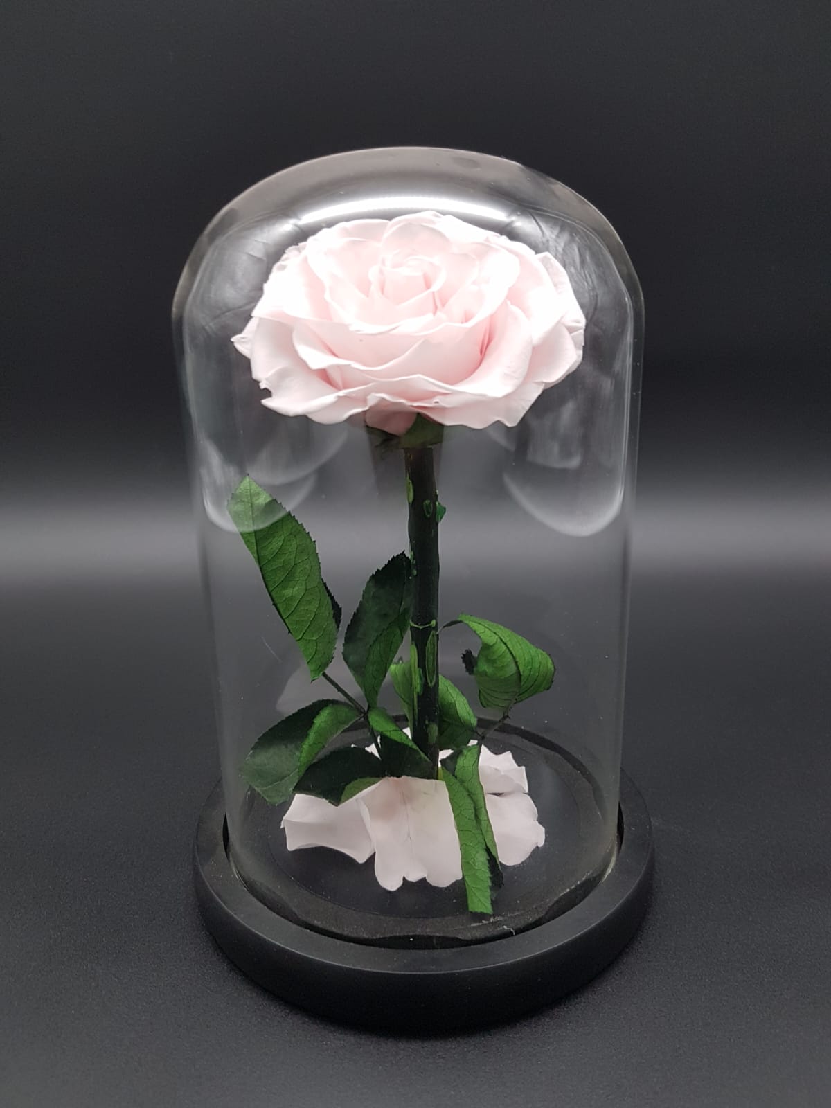 Rosa eterna en cúpula de cristal 20 cm