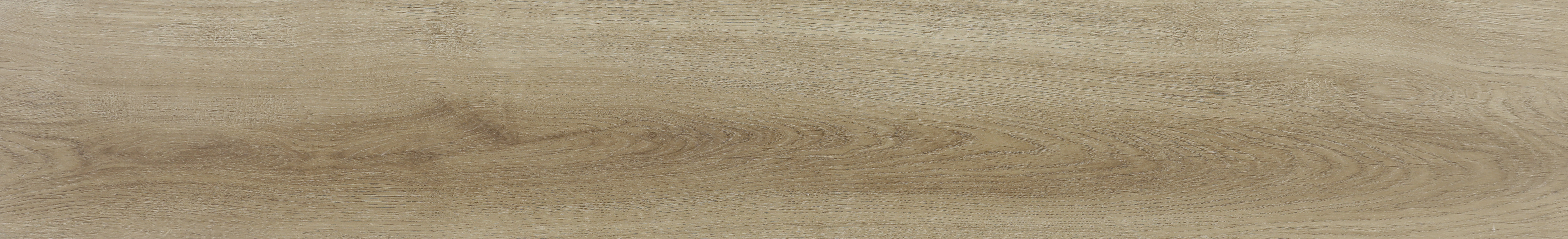 Volga Oak Nuts MF07-2