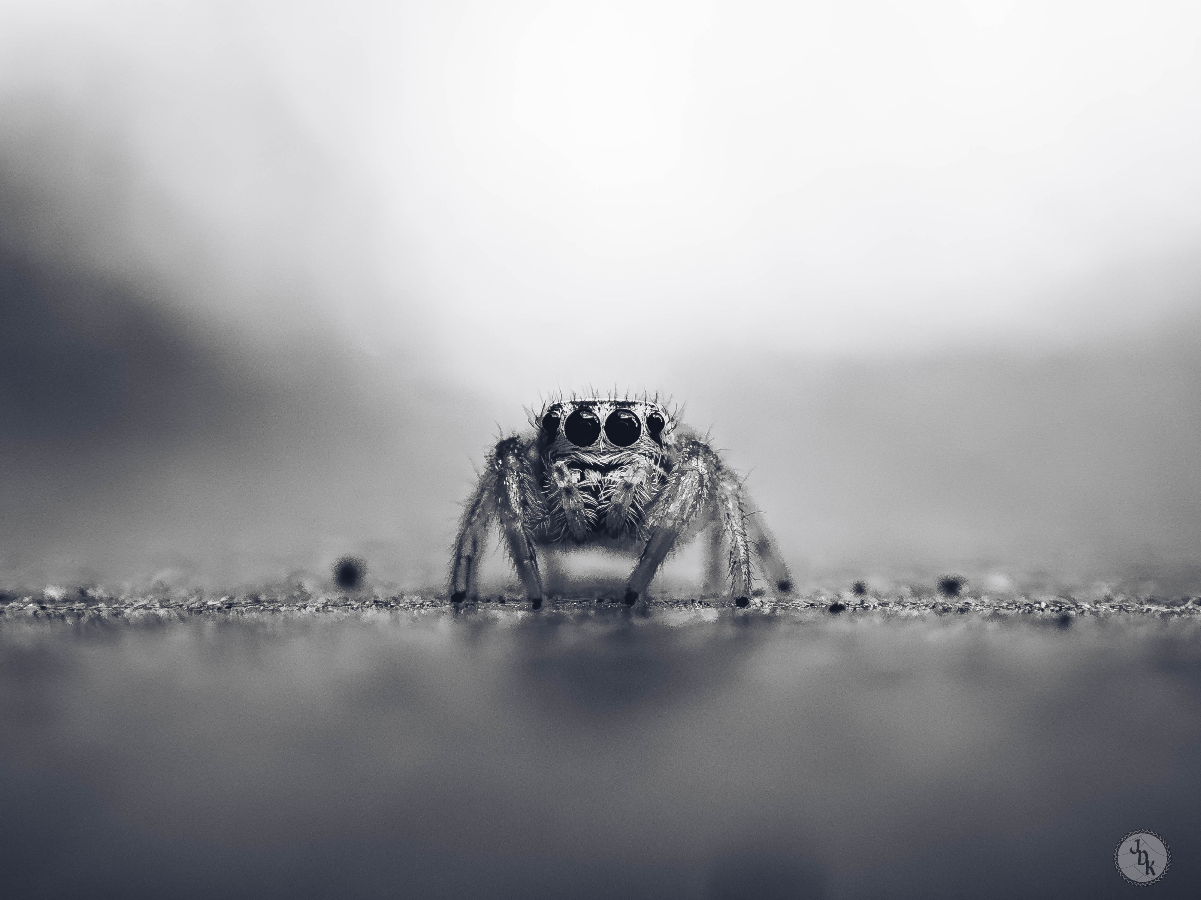 Jumping Spider Print