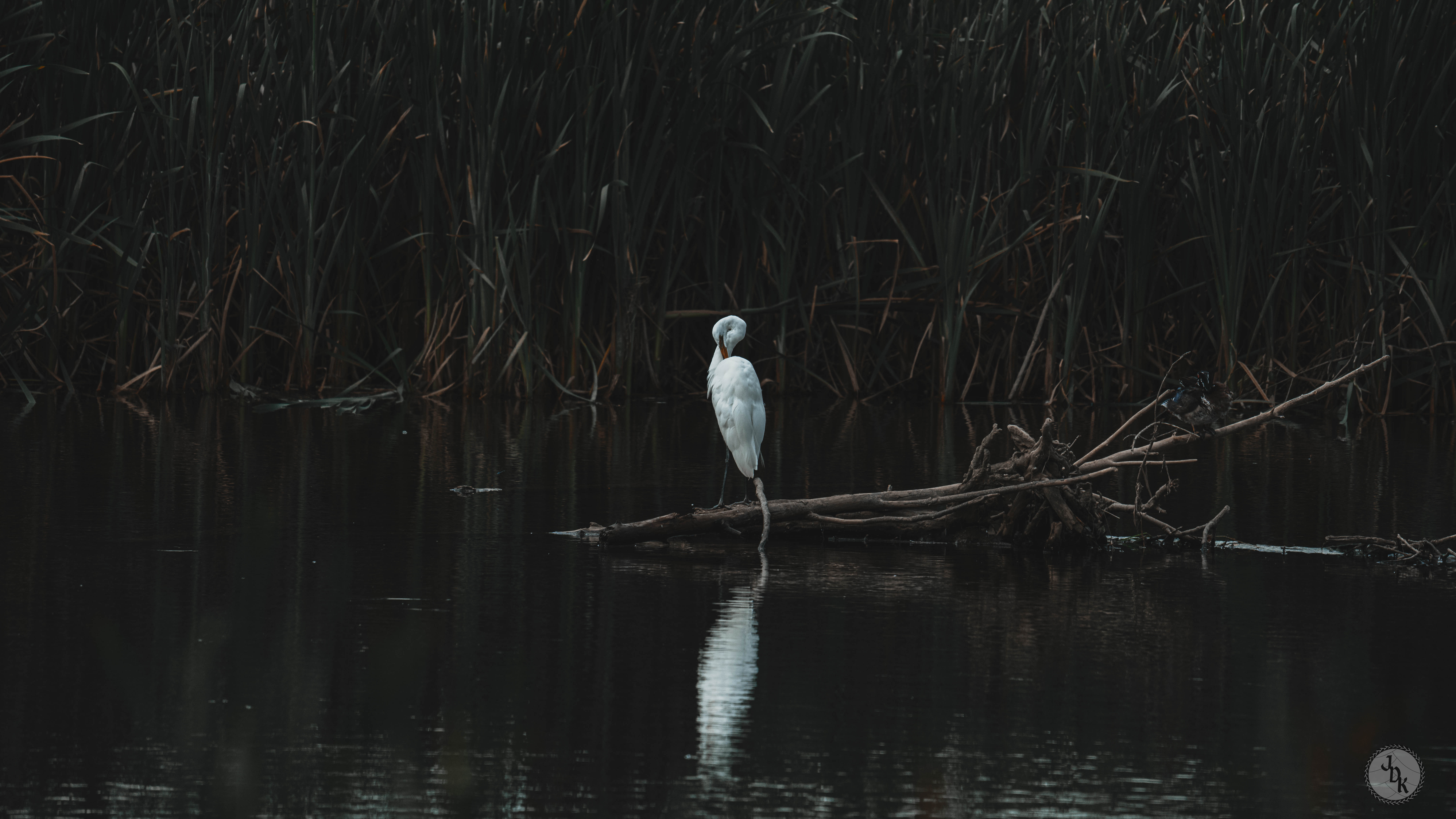 Great Egret print