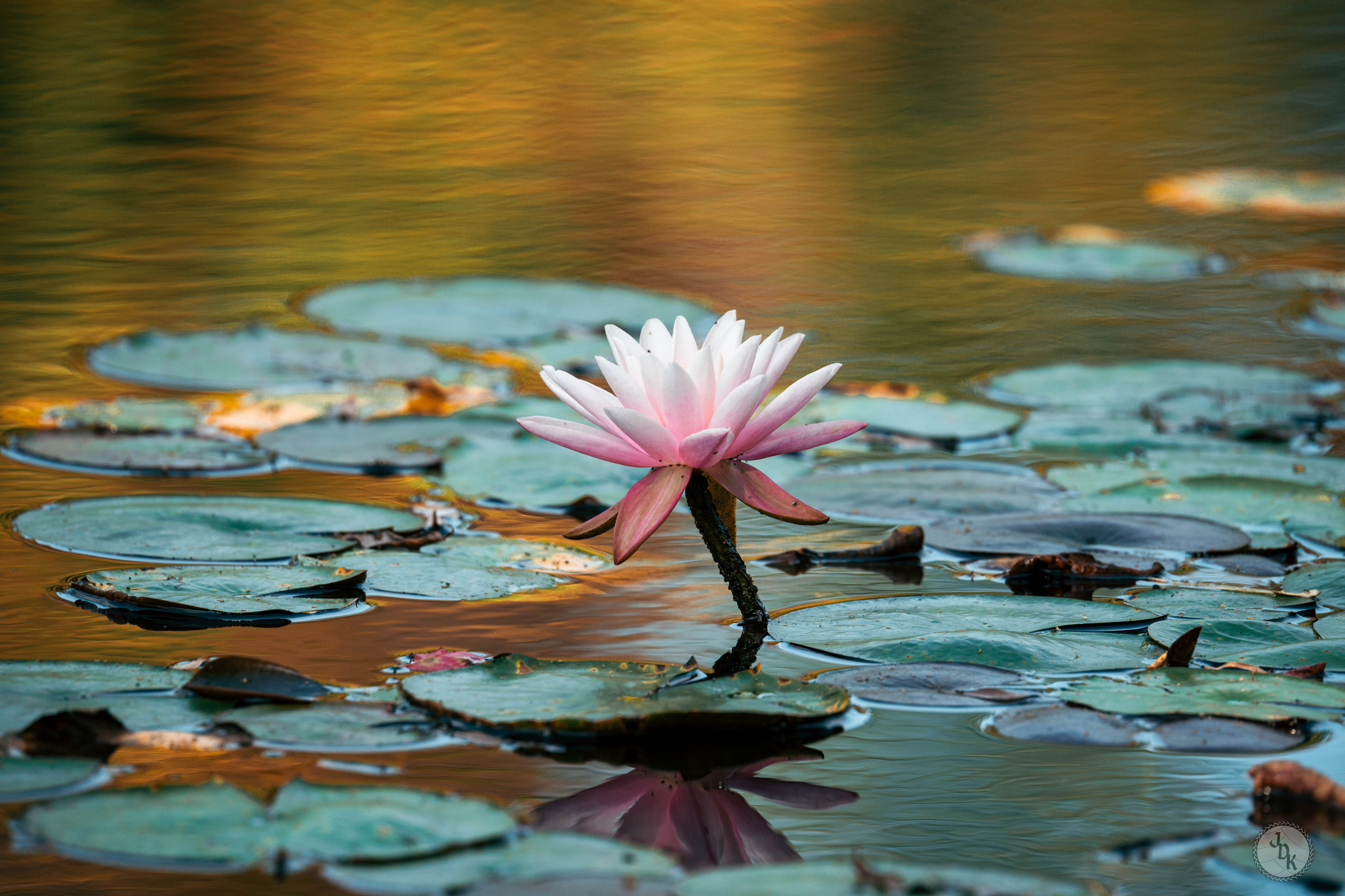 Lilly Pad print