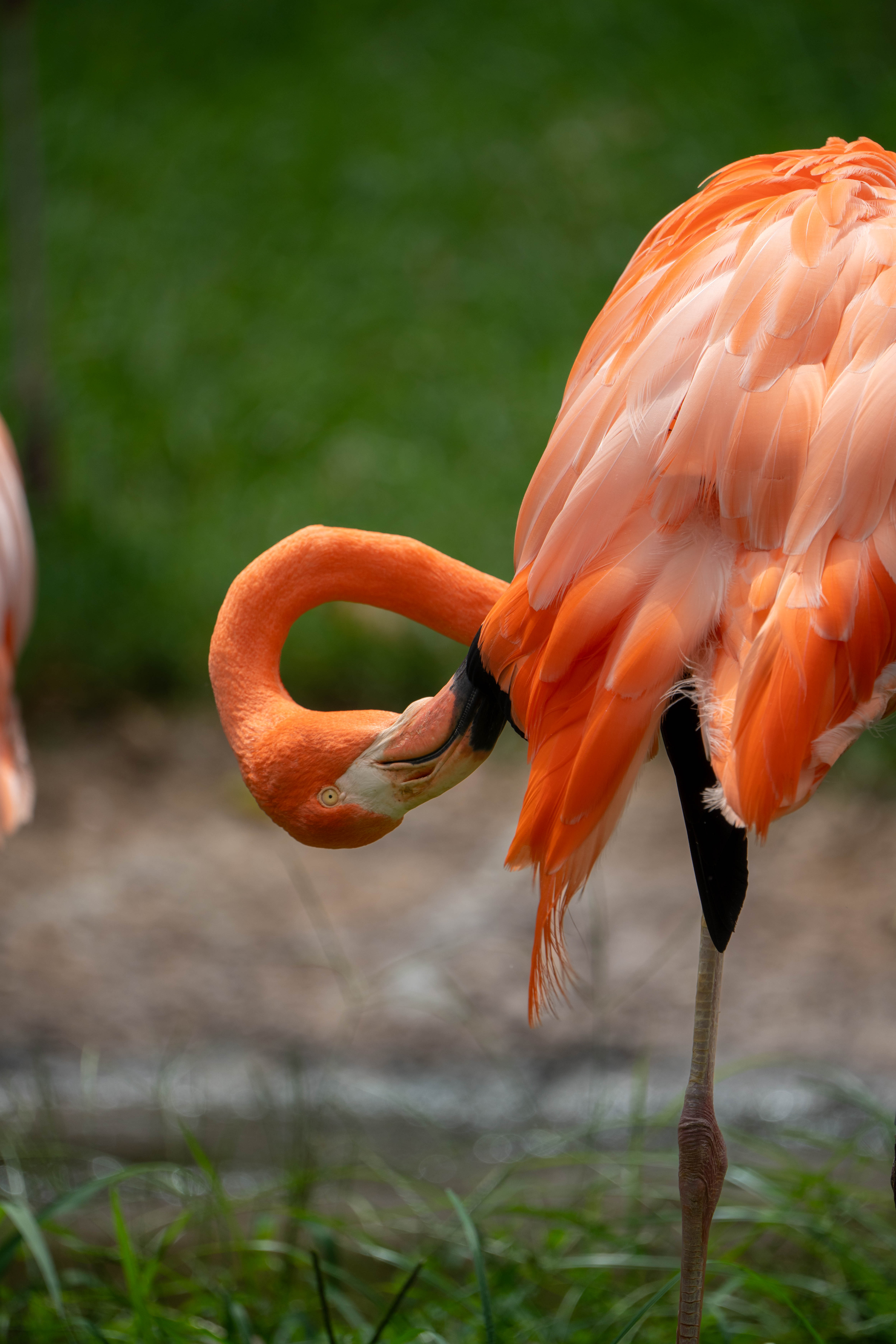 Flamingo Print