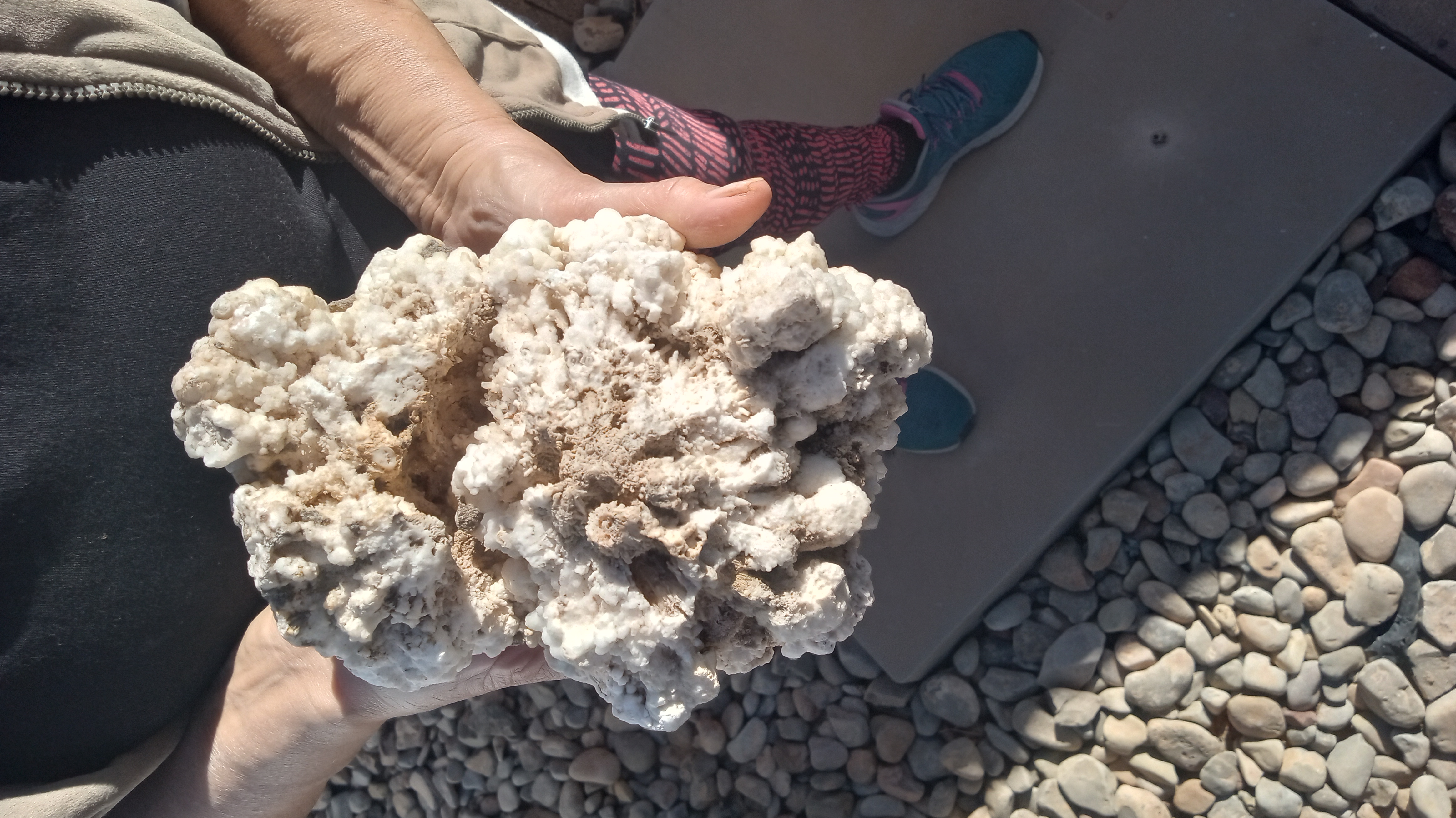 Hydrozincinte / Crinoids ~ Specimen - Large