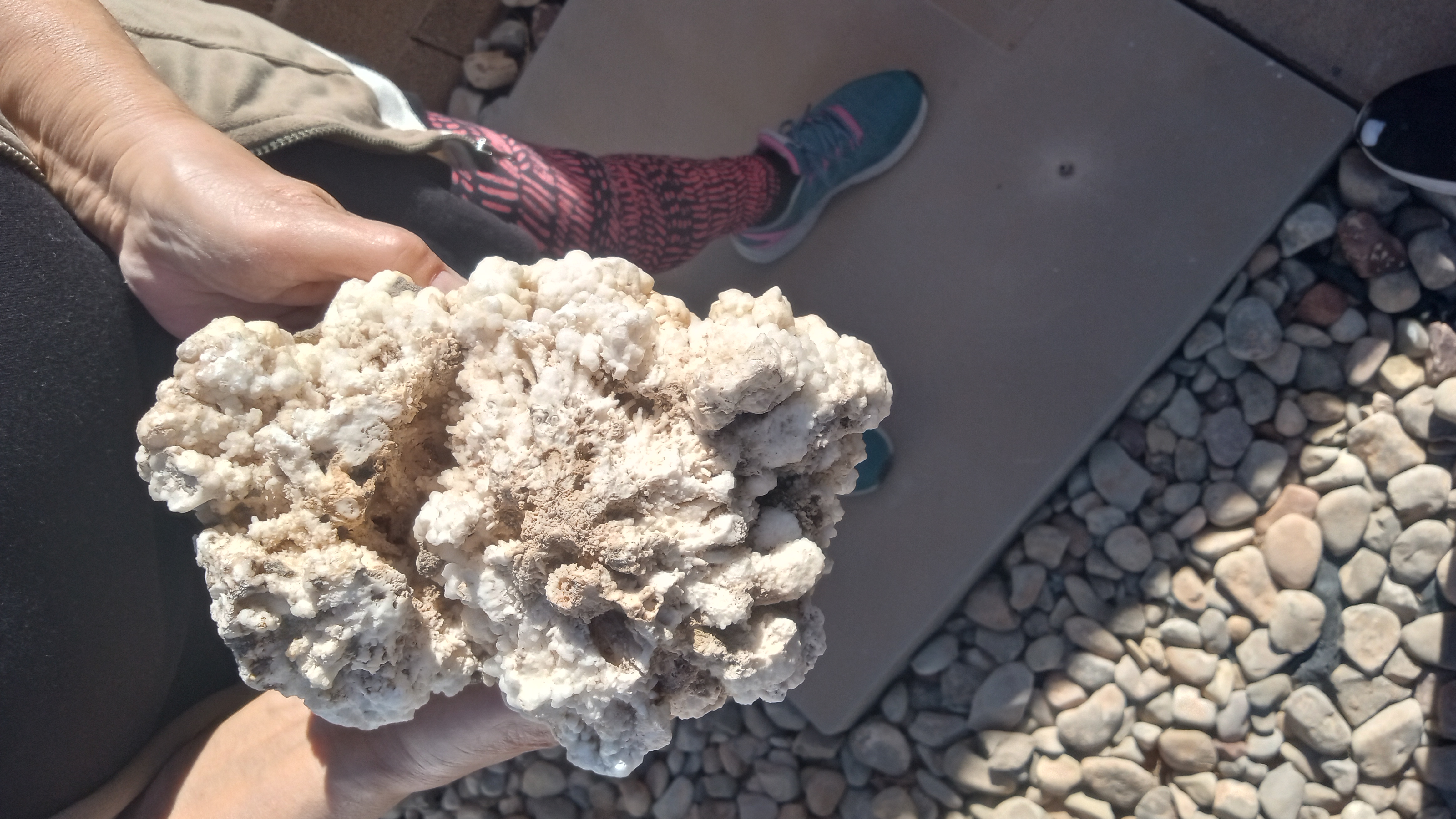 Hydrozincinte / Crinoids ~ Specimen - Large