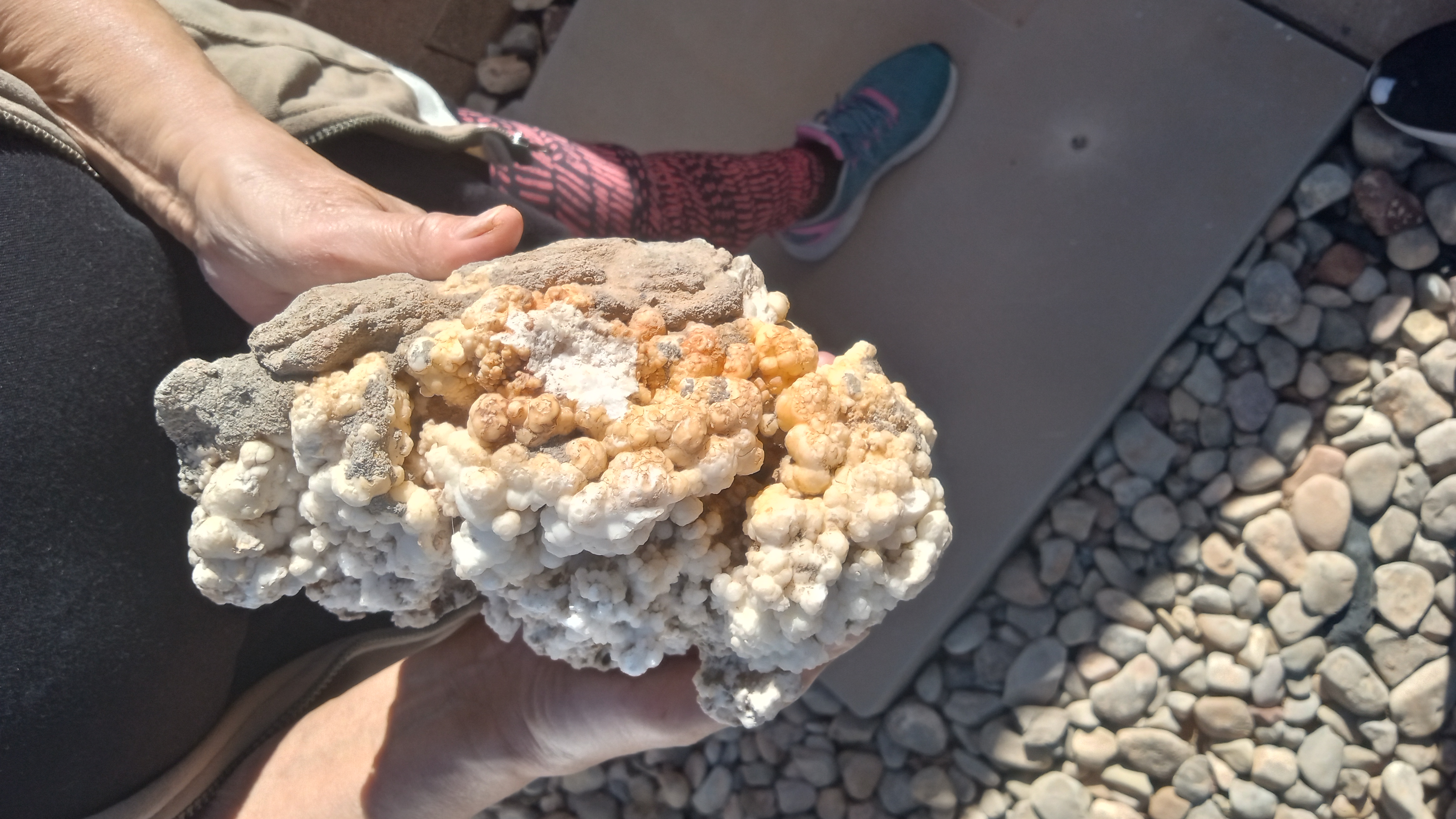 Hydrozincinte / Crinoids ~ Specimen - Large