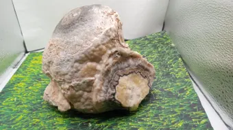 Stalagmite  Top - Calcite ~3lbs 4 oz