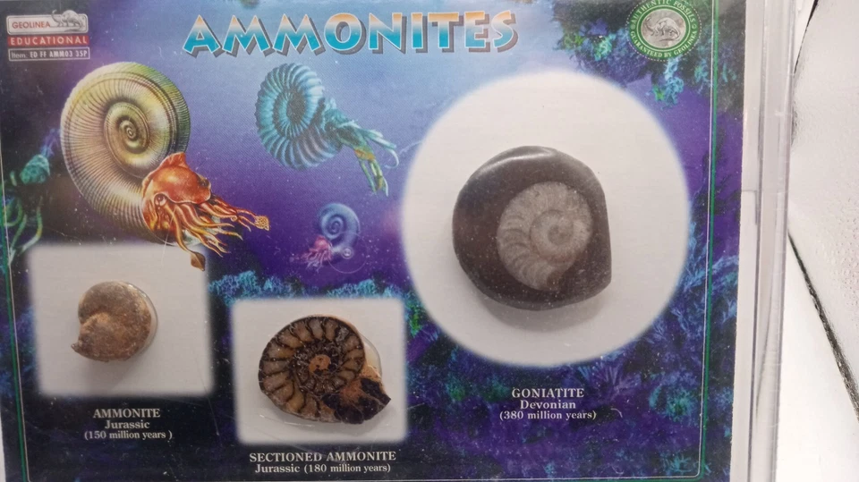Ammonites Set - 100 Million + years old -