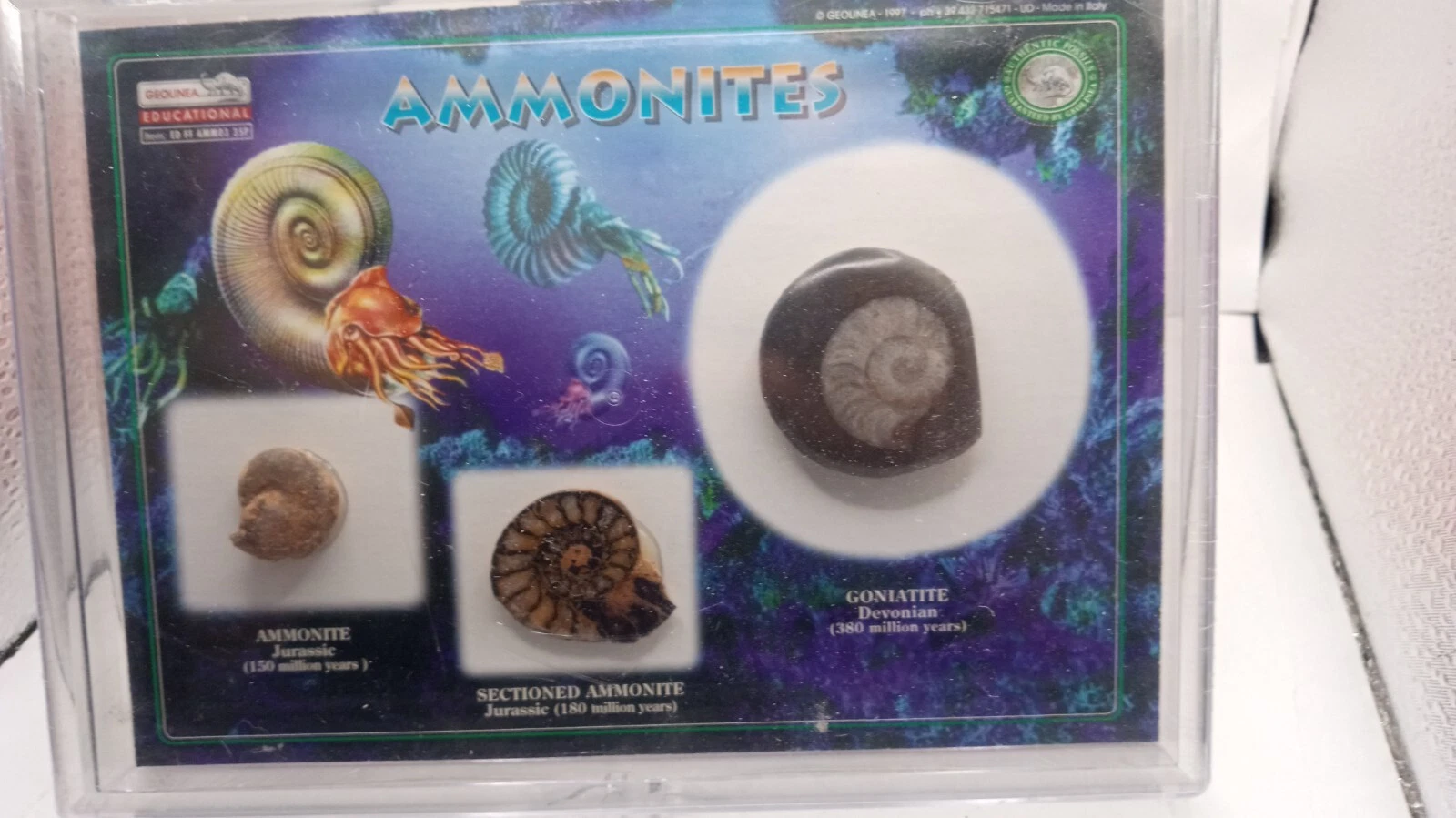 Ammonites Set - 100 Million + years old -