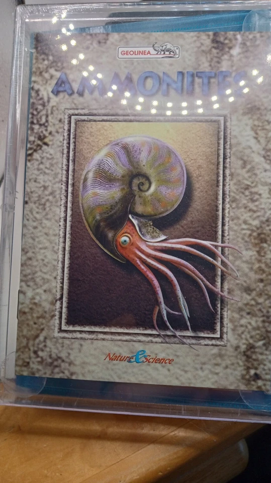Ammonites Set - 100 Million + years old -