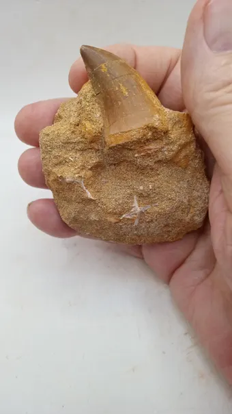 Mosasaur Tooth in Stone - 60 Million yrs old