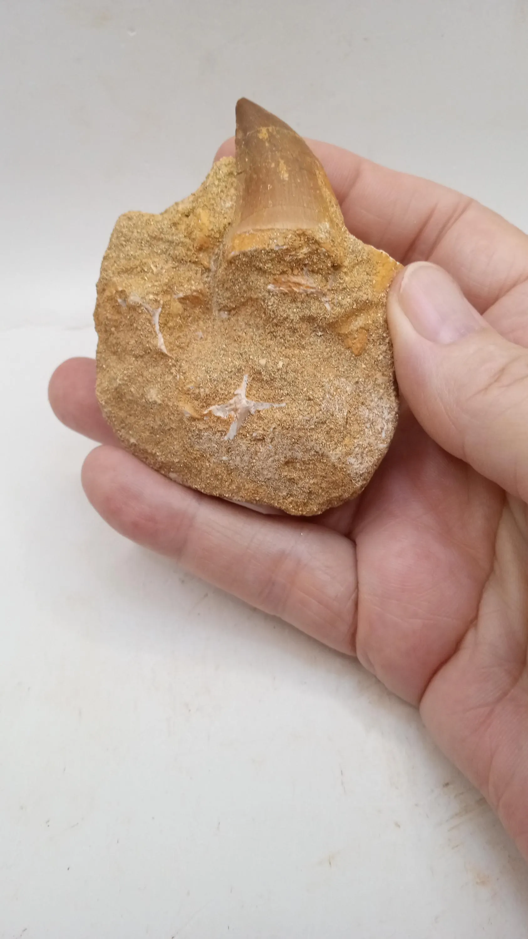 Mosasaur Tooth in Stone - 60 Million yrs old