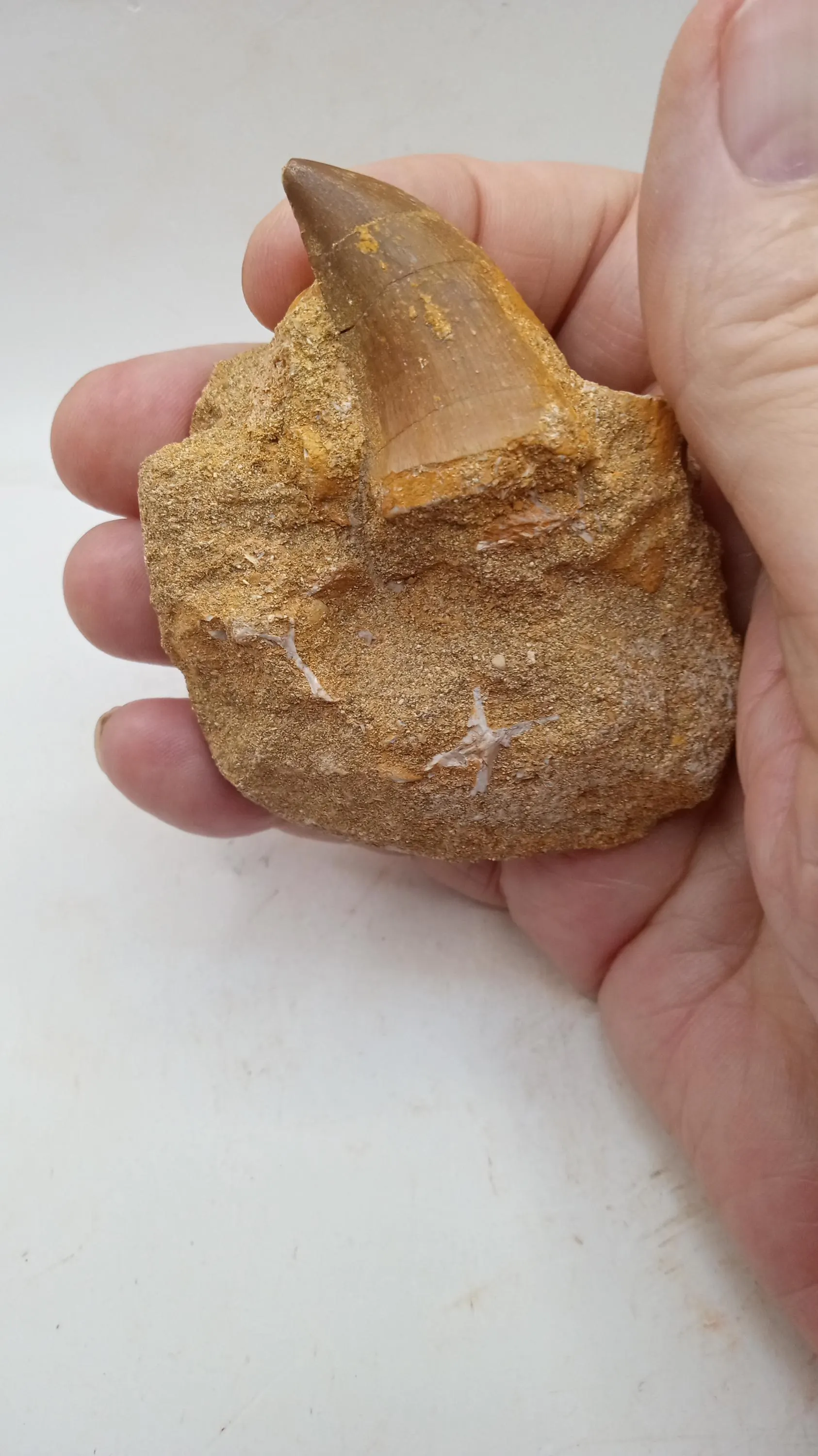 Mosasaur Tooth in Stone - 60 Million yrs old