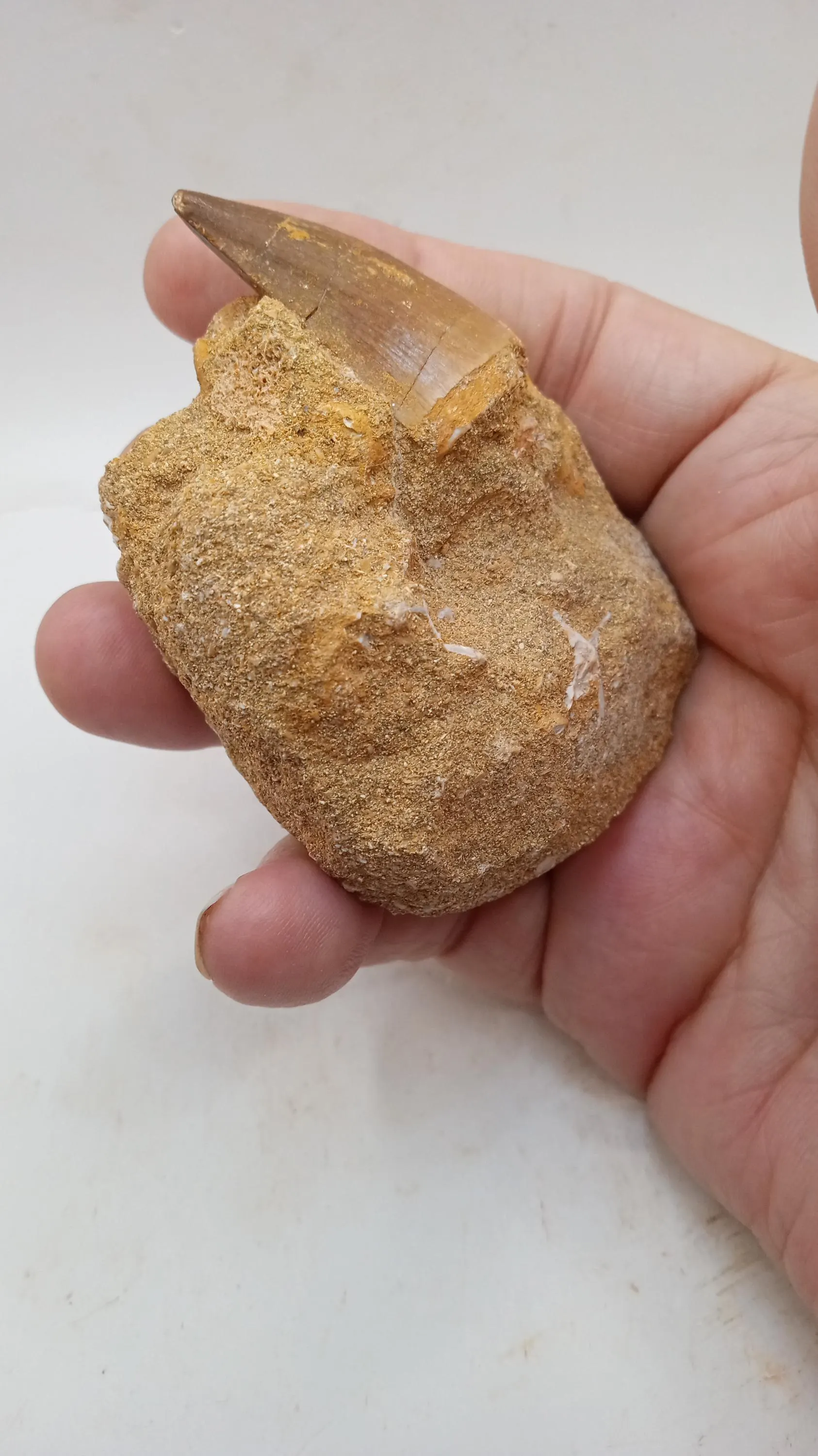 Mosasaur Tooth in Stone - 60 Million yrs old