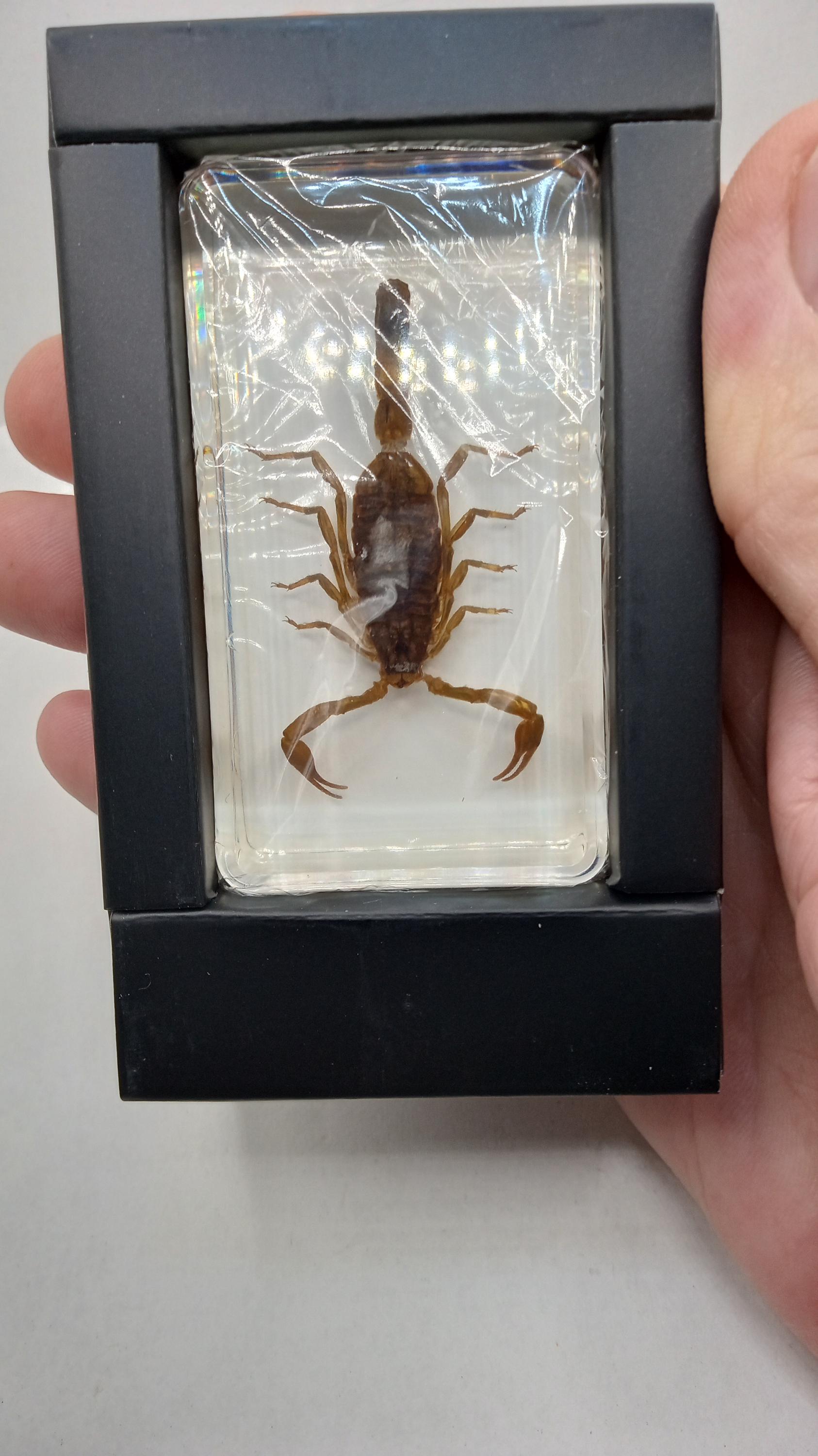 Desert Scorpion - Unique Archnids,, ( 3 ) Included -