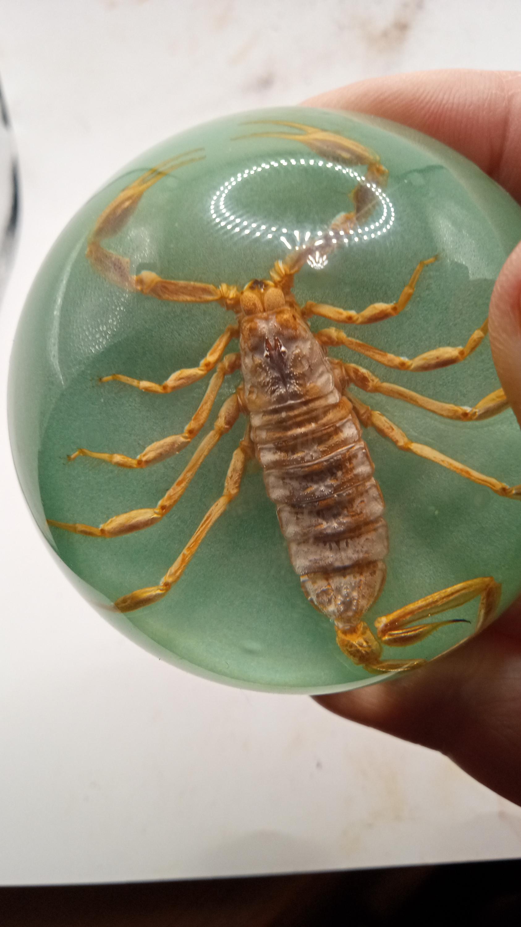 Desert Scorpion - Unique Archnids,, ( 3 ) Included -