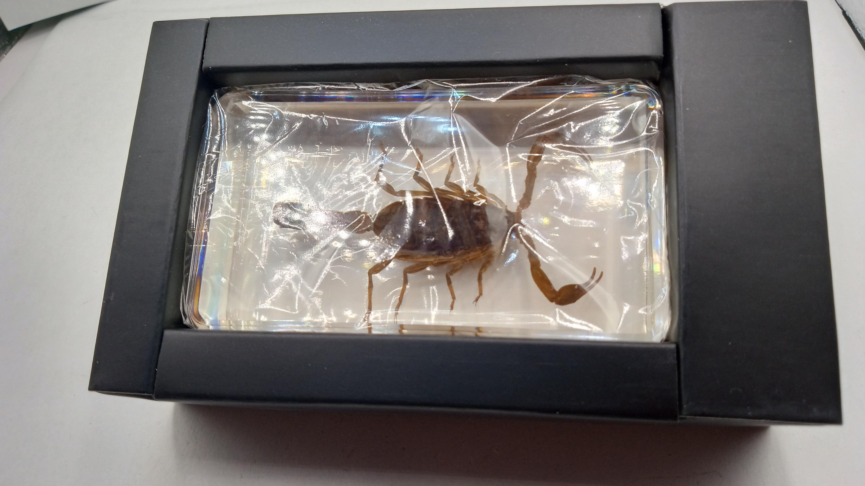 Desert Scorpion - Unique Archnids,, ( 3 ) Included -
