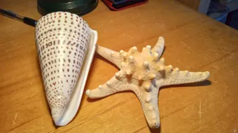 White Knobby Starfish Protoreaster Nodosus