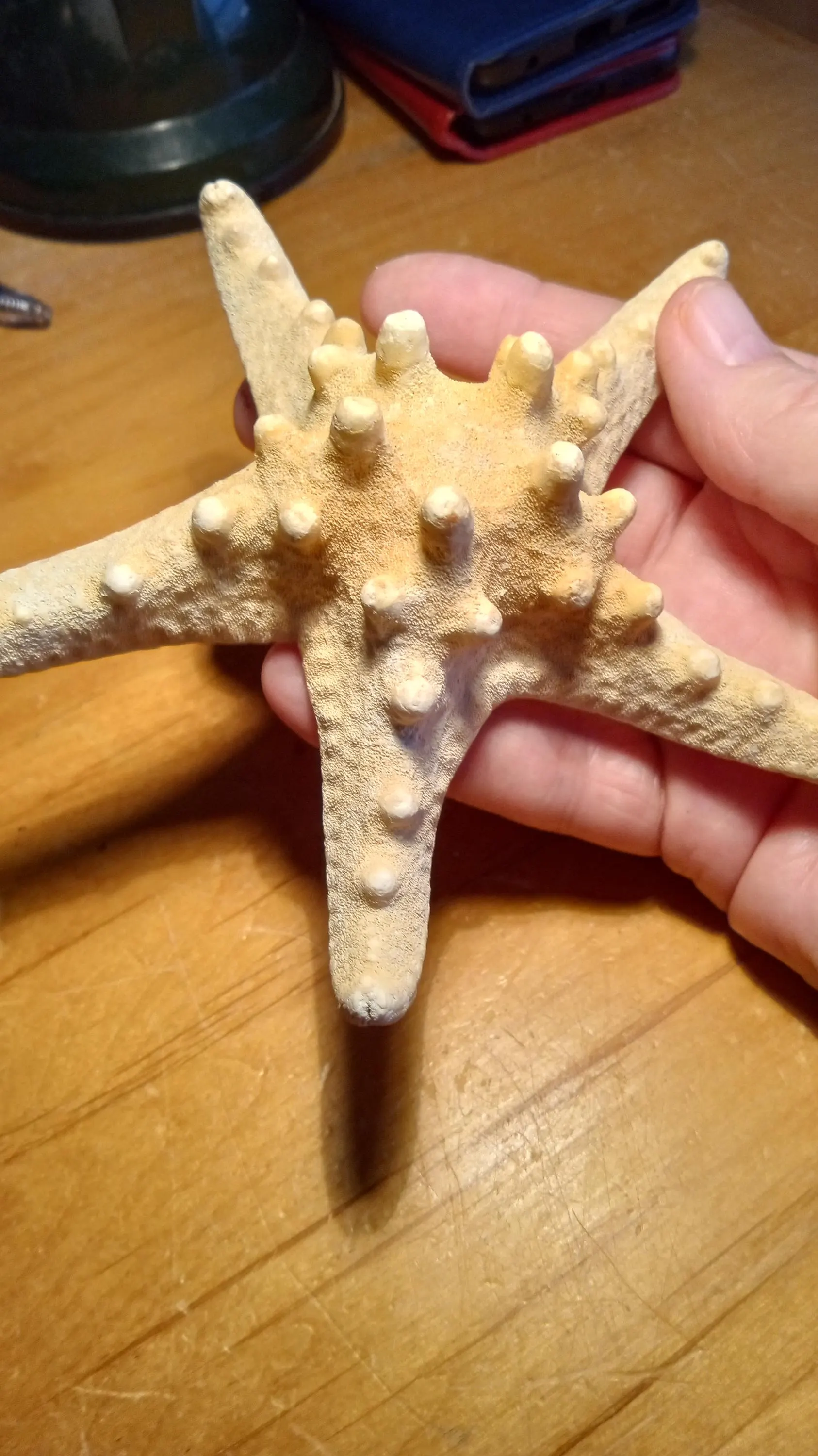 White Knobby Starfish Protoreaster Nodosus 