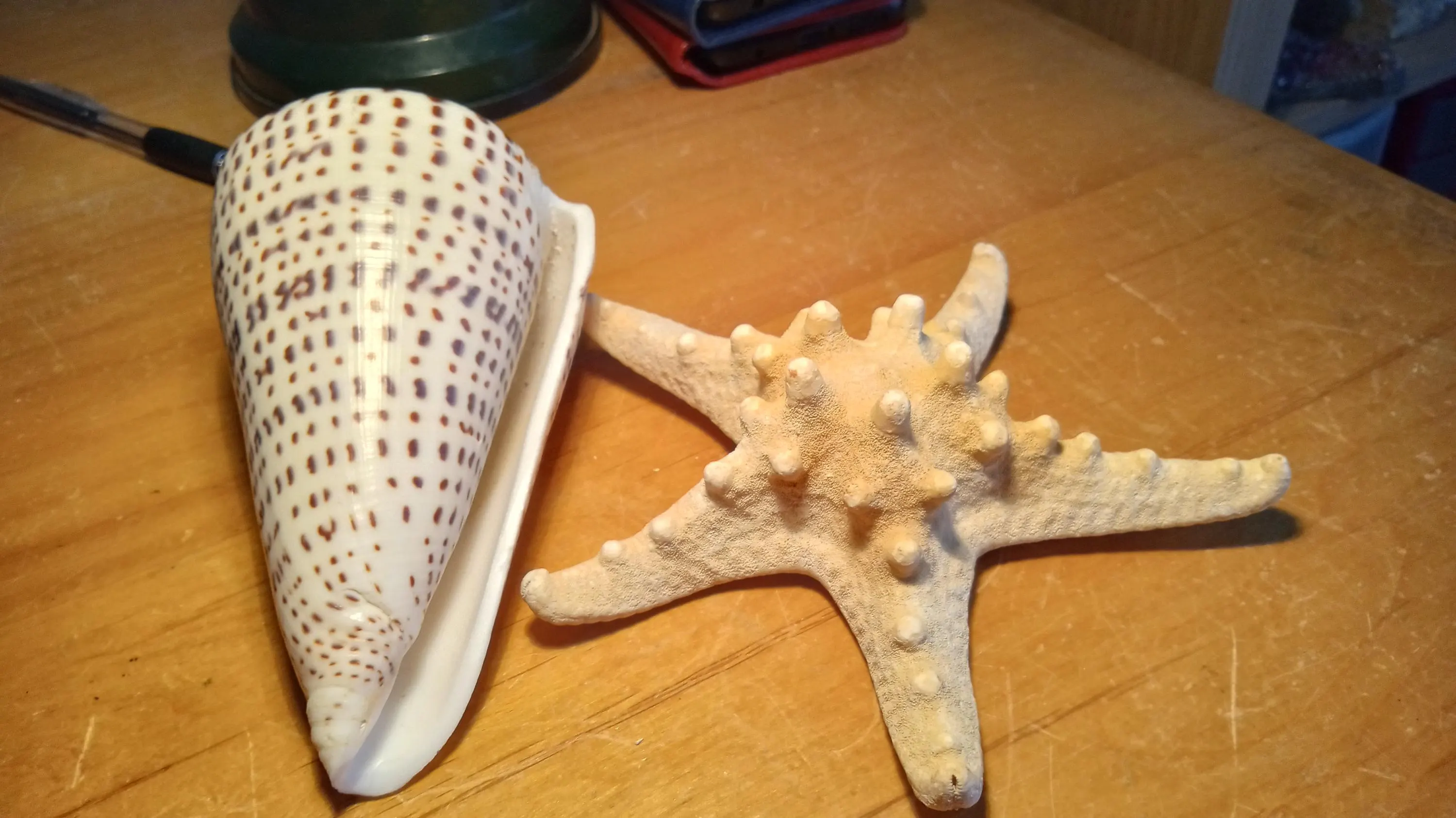 White Knobby Starfish Protoreaster Nodosus 