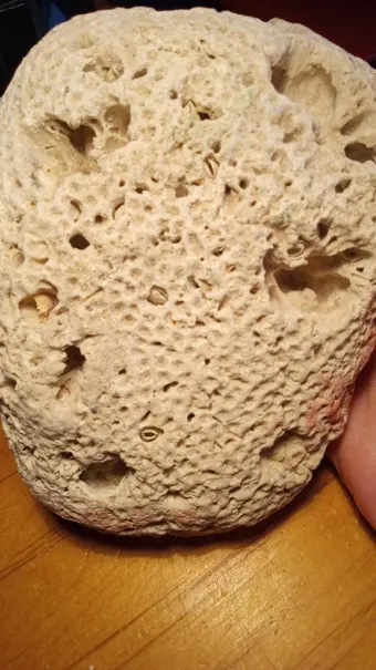 Beautiful Coral found on a Small Deserted Island