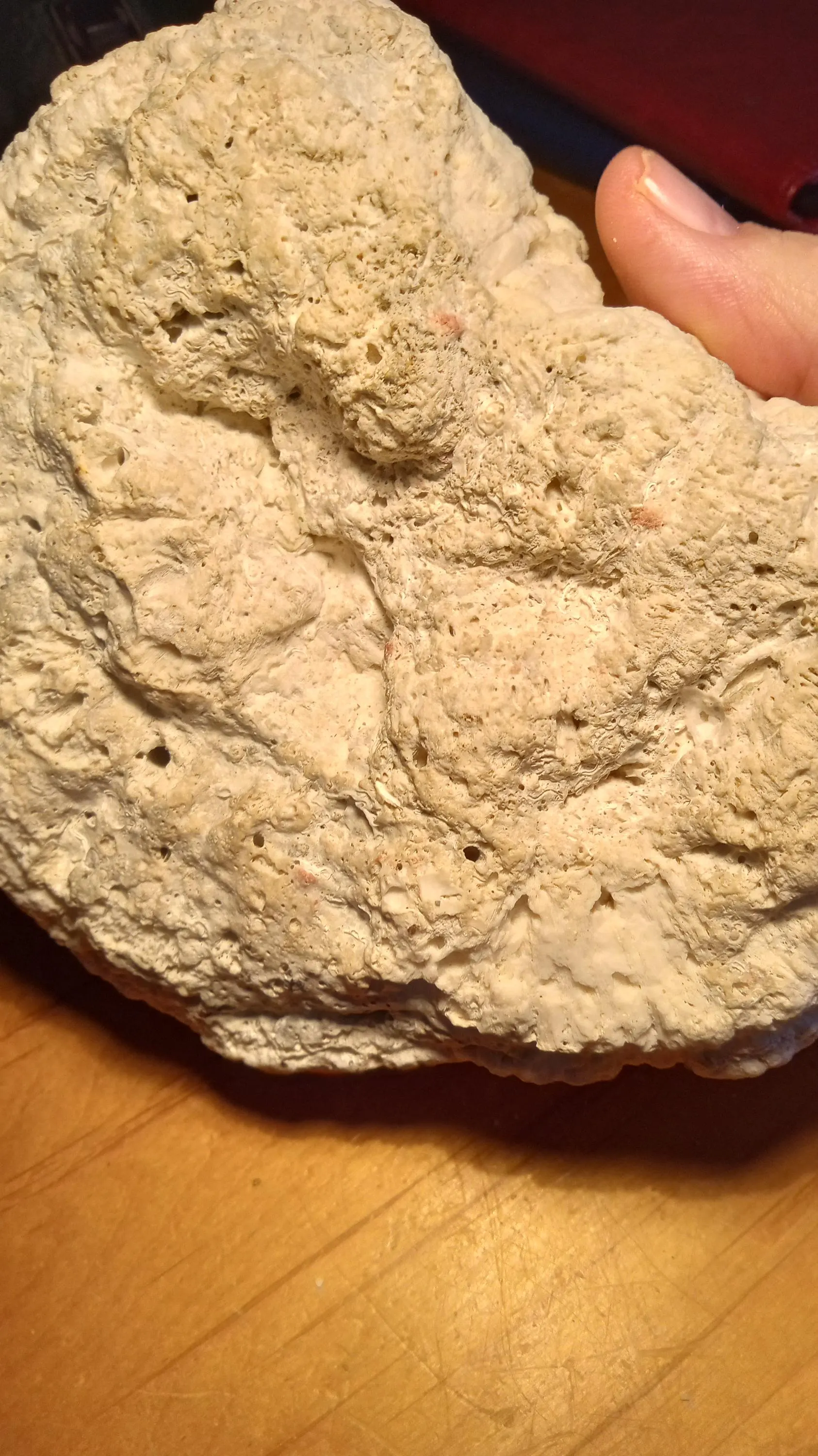 Beautiful Coral found on a Small Deserted Island
