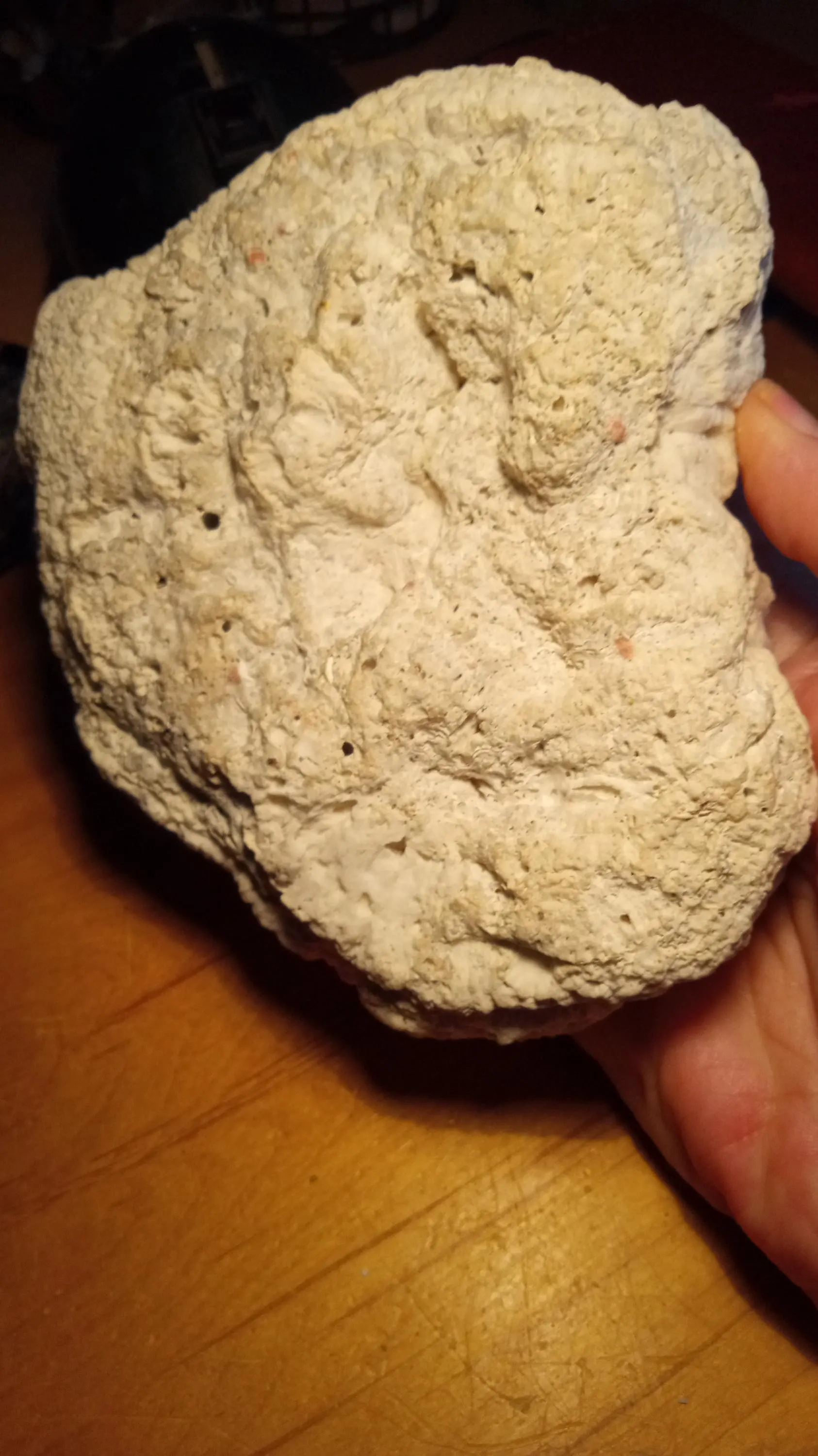 Beautiful Coral found on a Small Deserted Island
