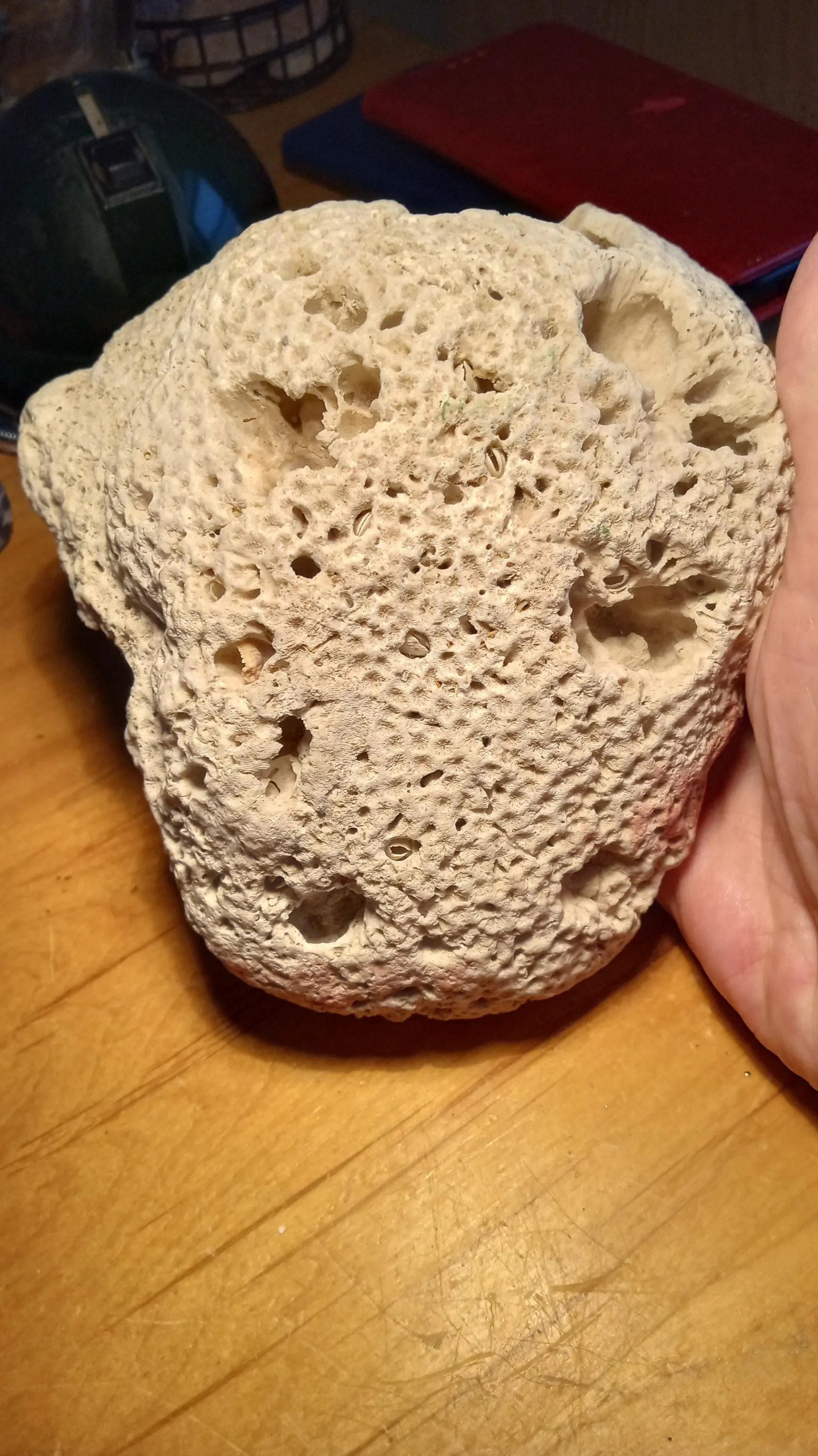 Beautiful Coral found on a Small Deserted Island