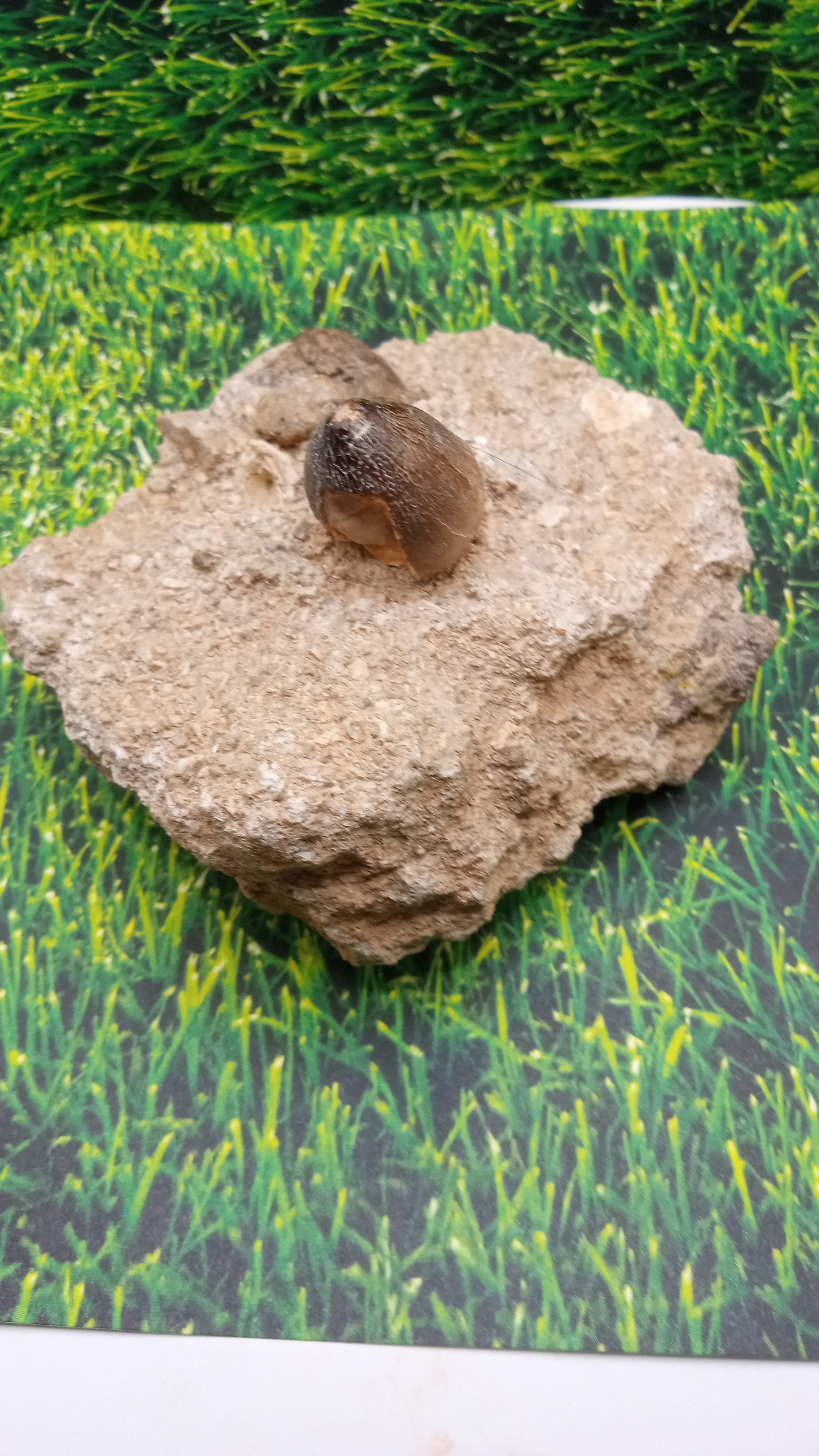 Partial Mosasaur tooth embedded in limestone