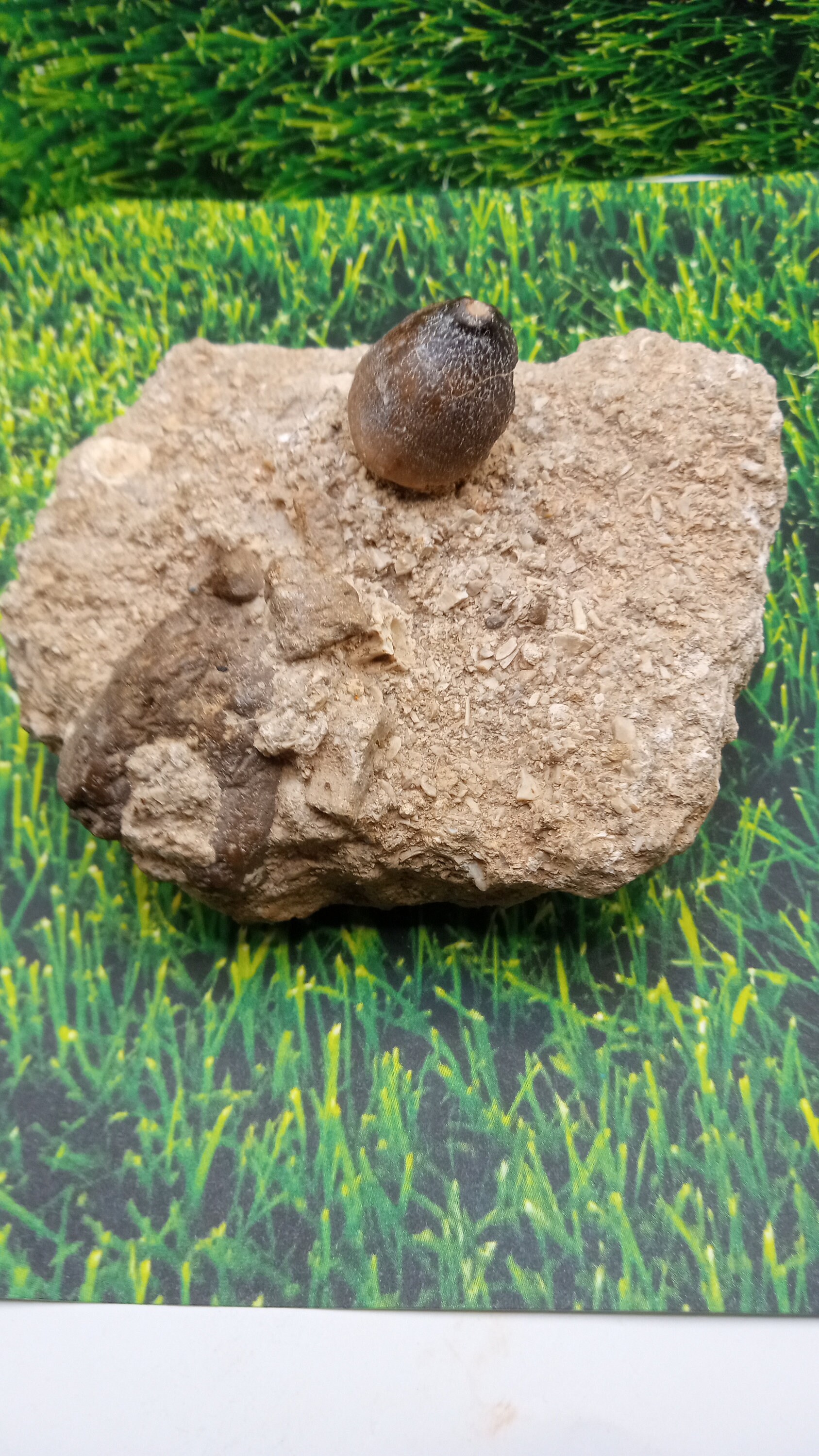 Partial  Mosasaur tooth embedded in limestone