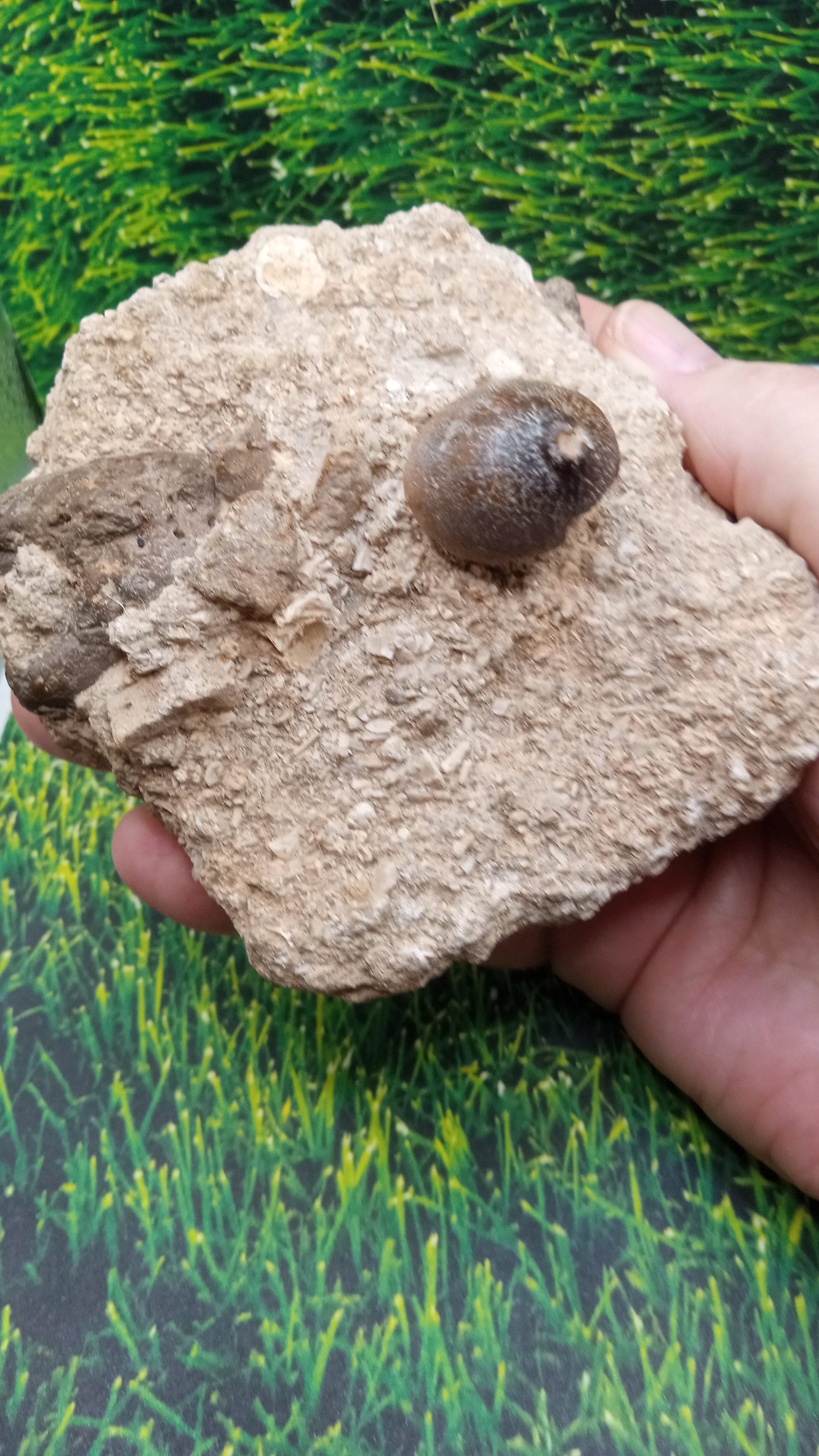 Partial  Mosasaur tooth embedded in limestone