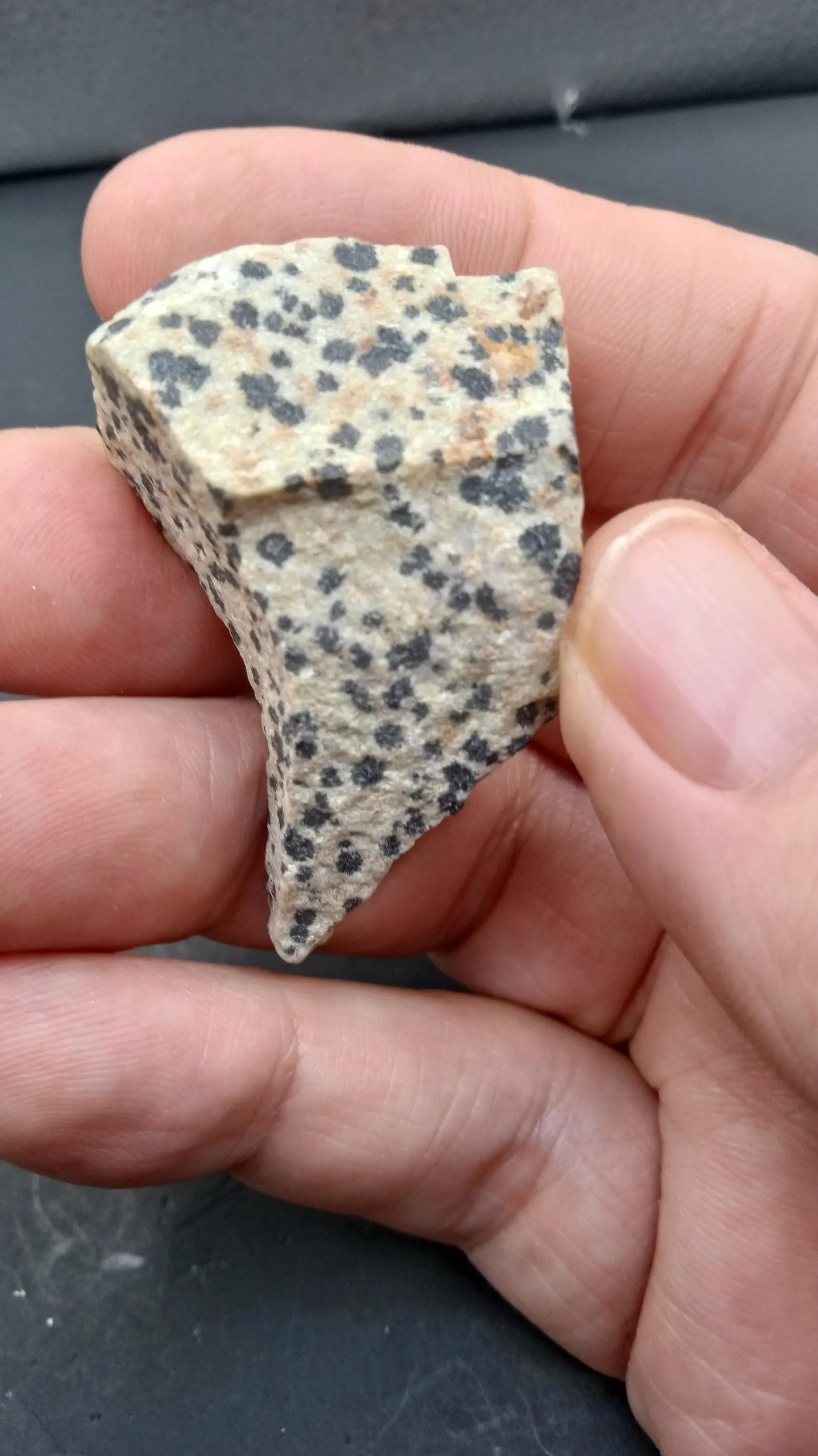 Dalmatian Jasper    Oz Natural Root Chakra Metaphysical Healing Stone