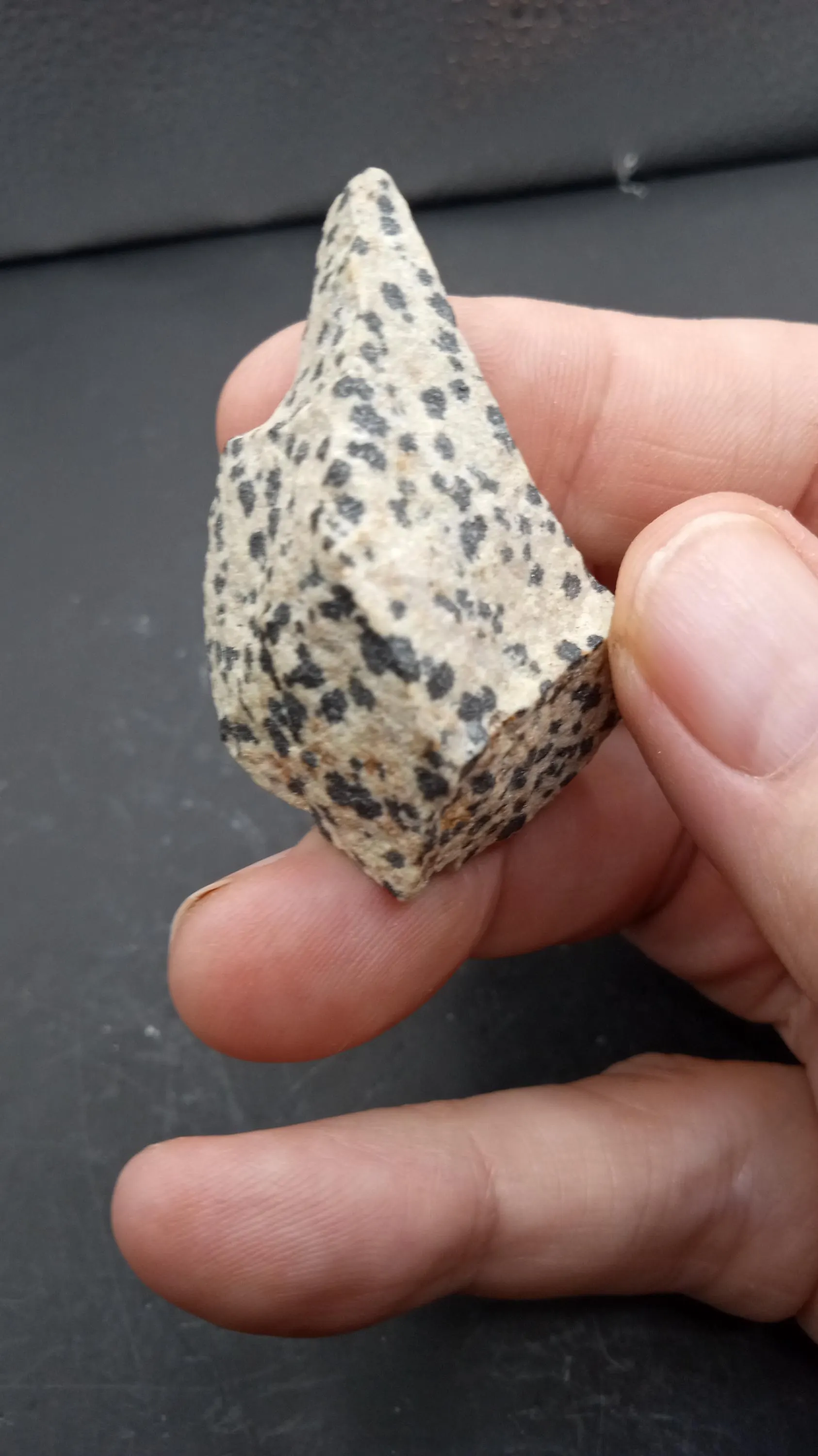 Dalmatian Jasper    Oz Natural Root Chakra Metaphysical Healing Stone