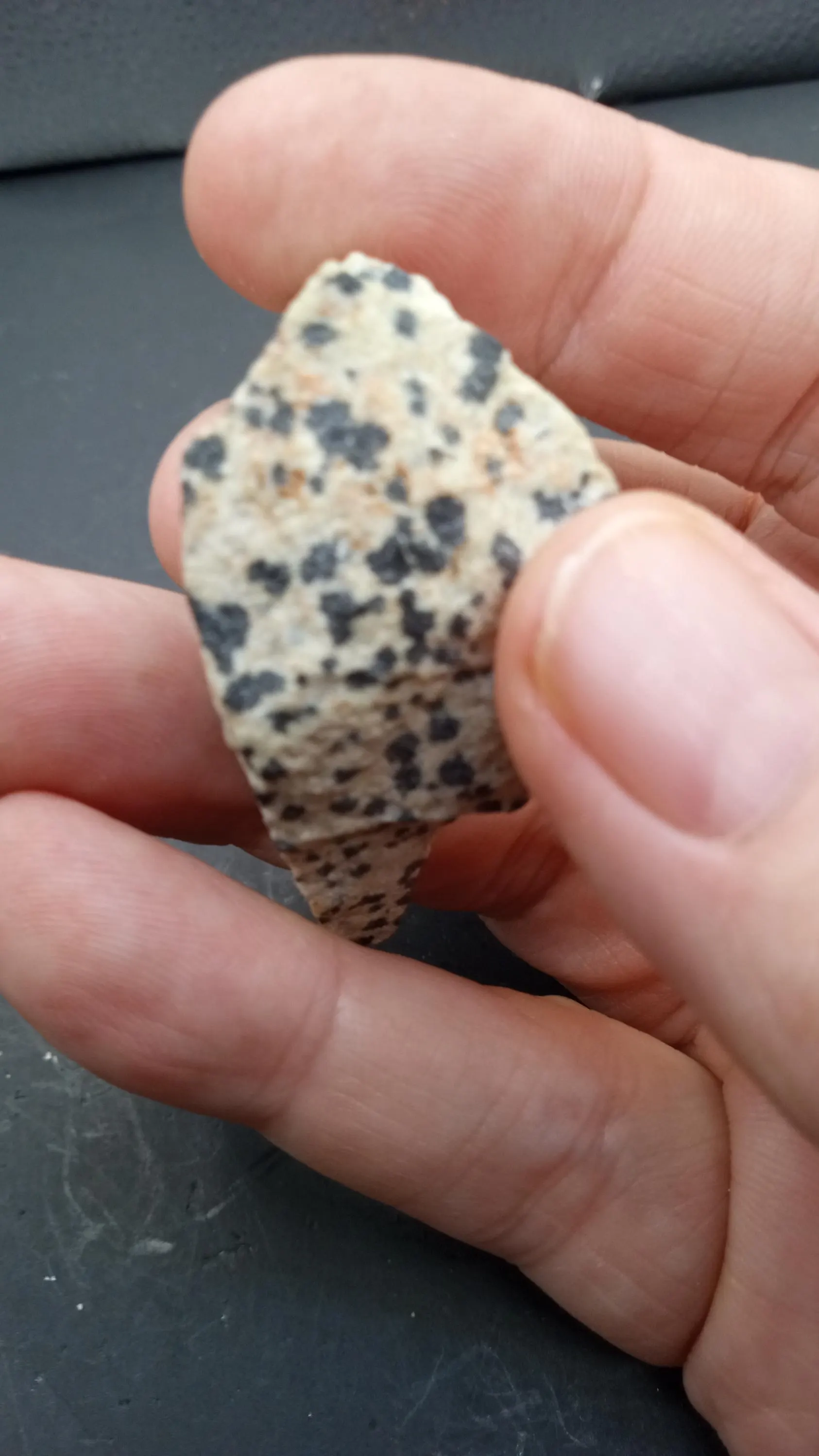 Dalmatian Jasper    Oz Natural Root Chakra Metaphysical Healing Stone