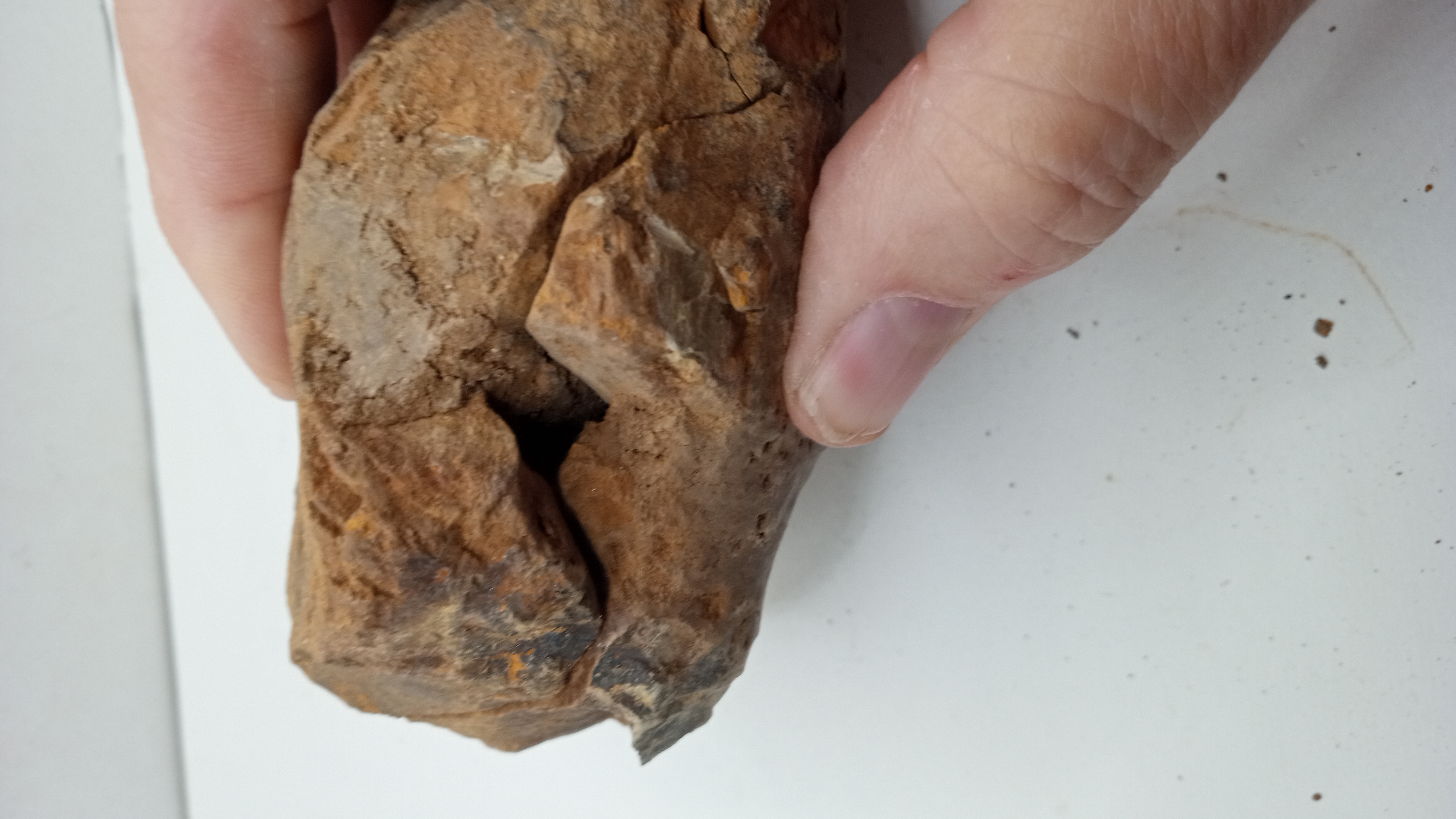 430 Million Year OLD! Andalusiana DOUBLE TRILOBITE Fossil Anif Morocco