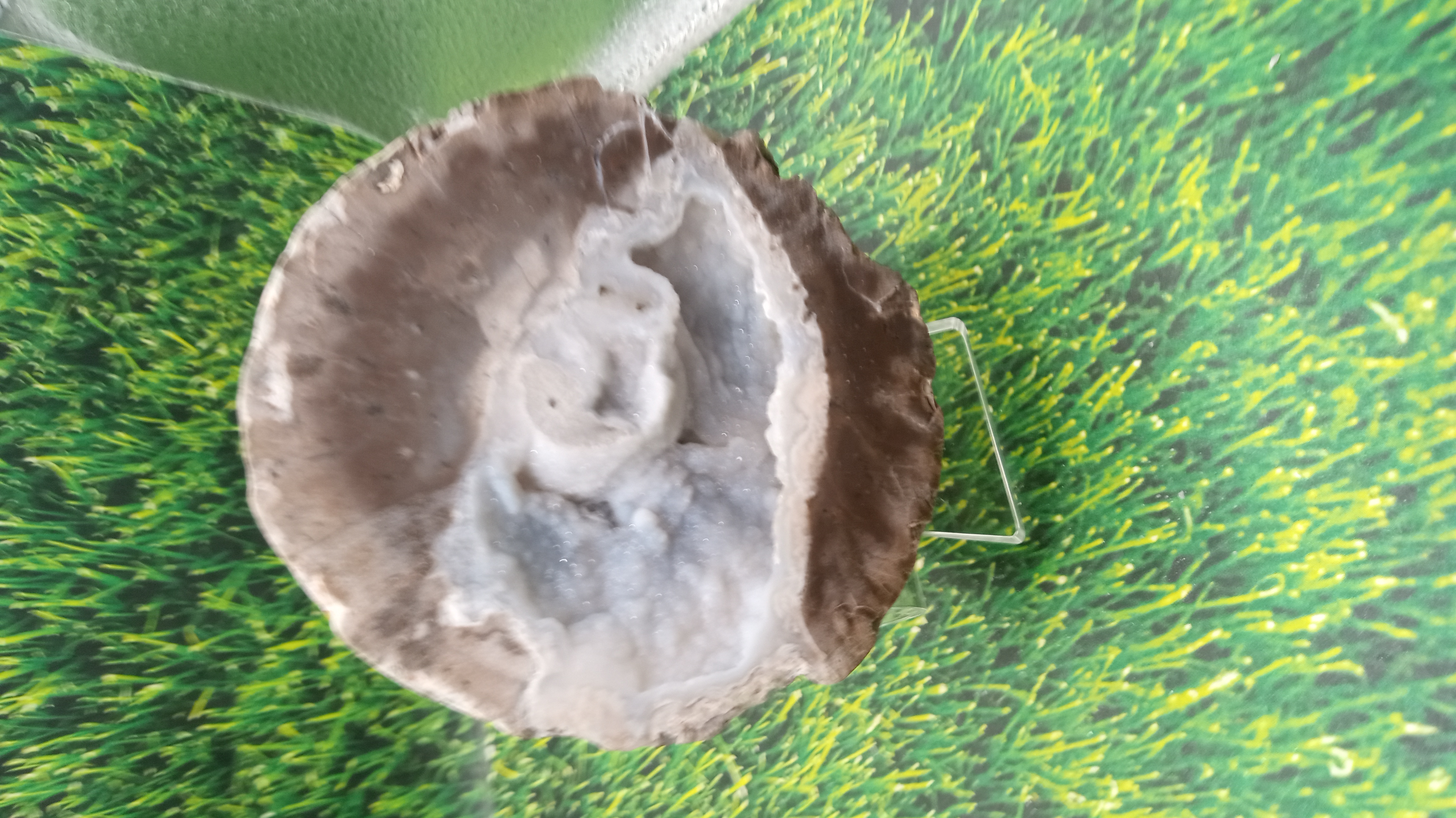 Beautiful Thunder Egg - Rockhound Park Area -  New Mexico ~ Stand Included ~